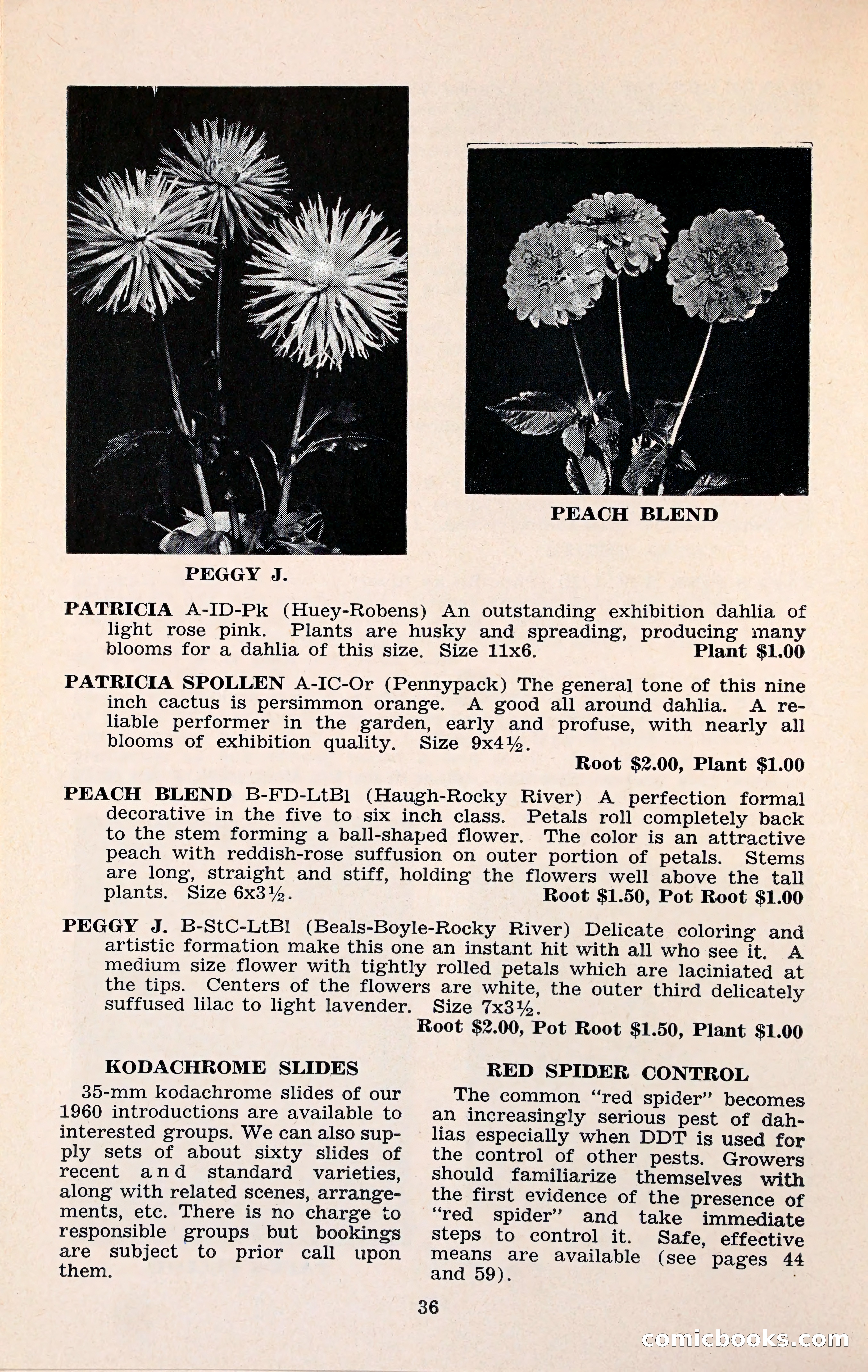 The Dahlia Blue Book for 1960 — page 39 of 69