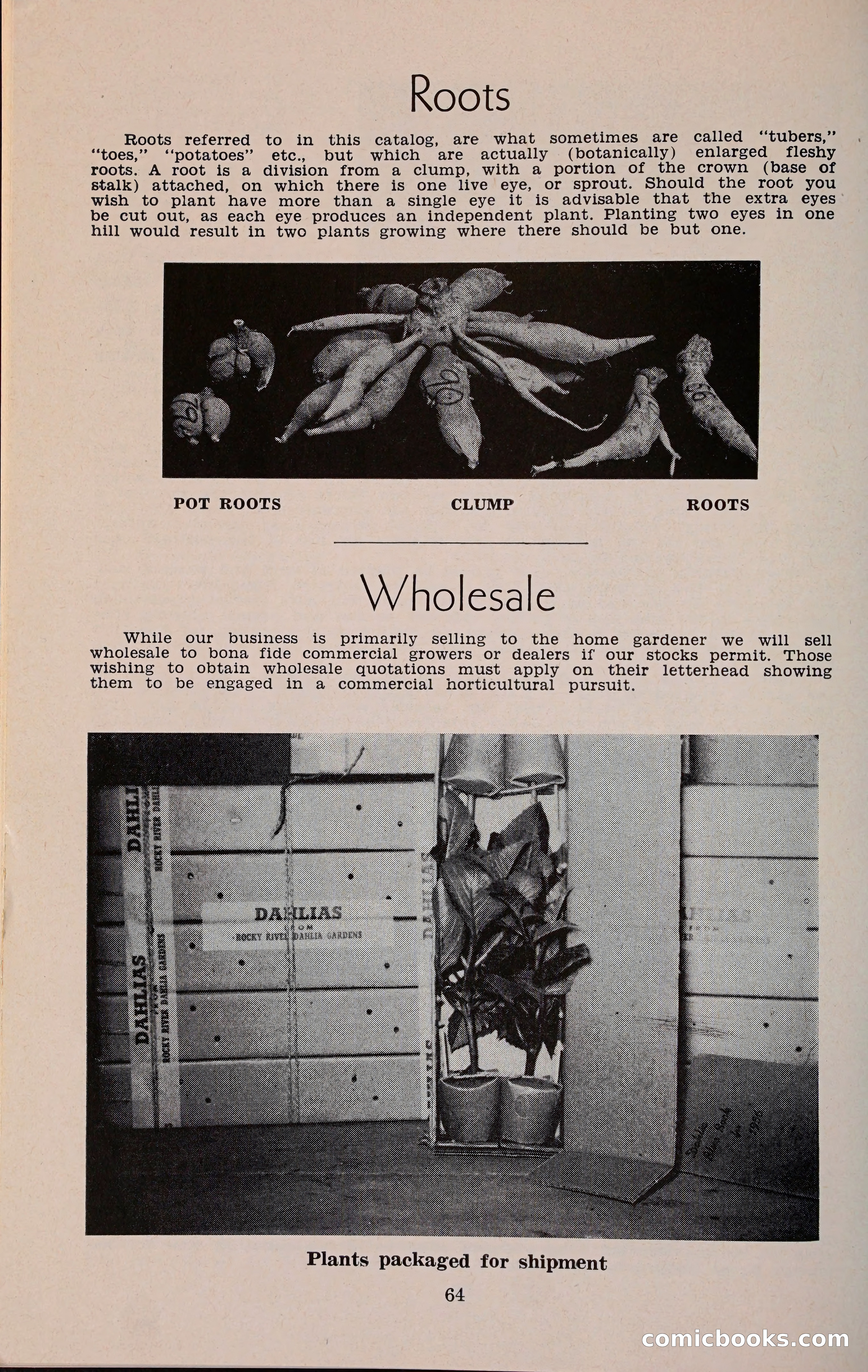 The Dahlia Blue Book for 1960 — page 67 of 69