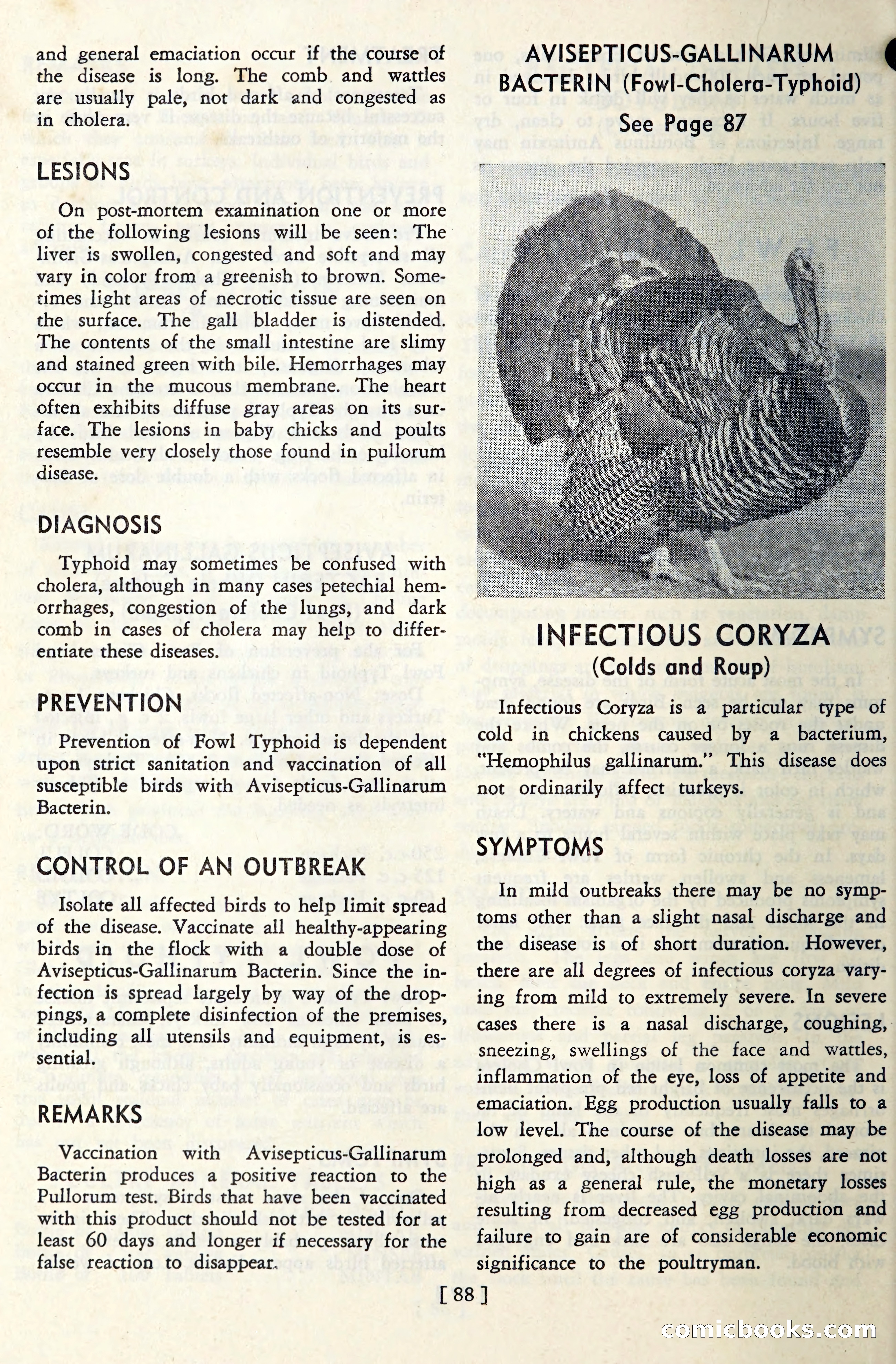 The Globe Blue Book — page 91 of 113