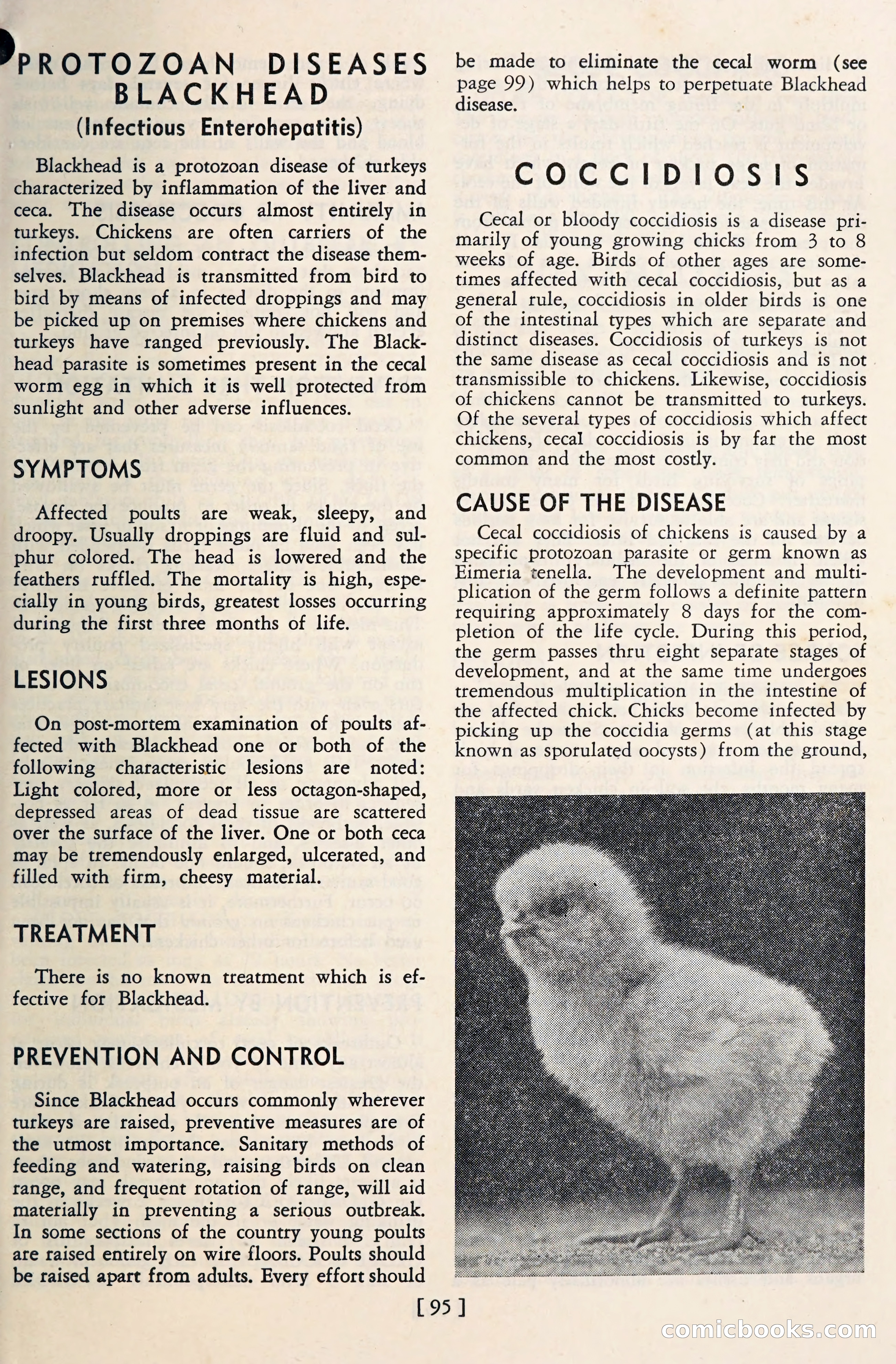 The Globe Blue Book — page 98 of 113