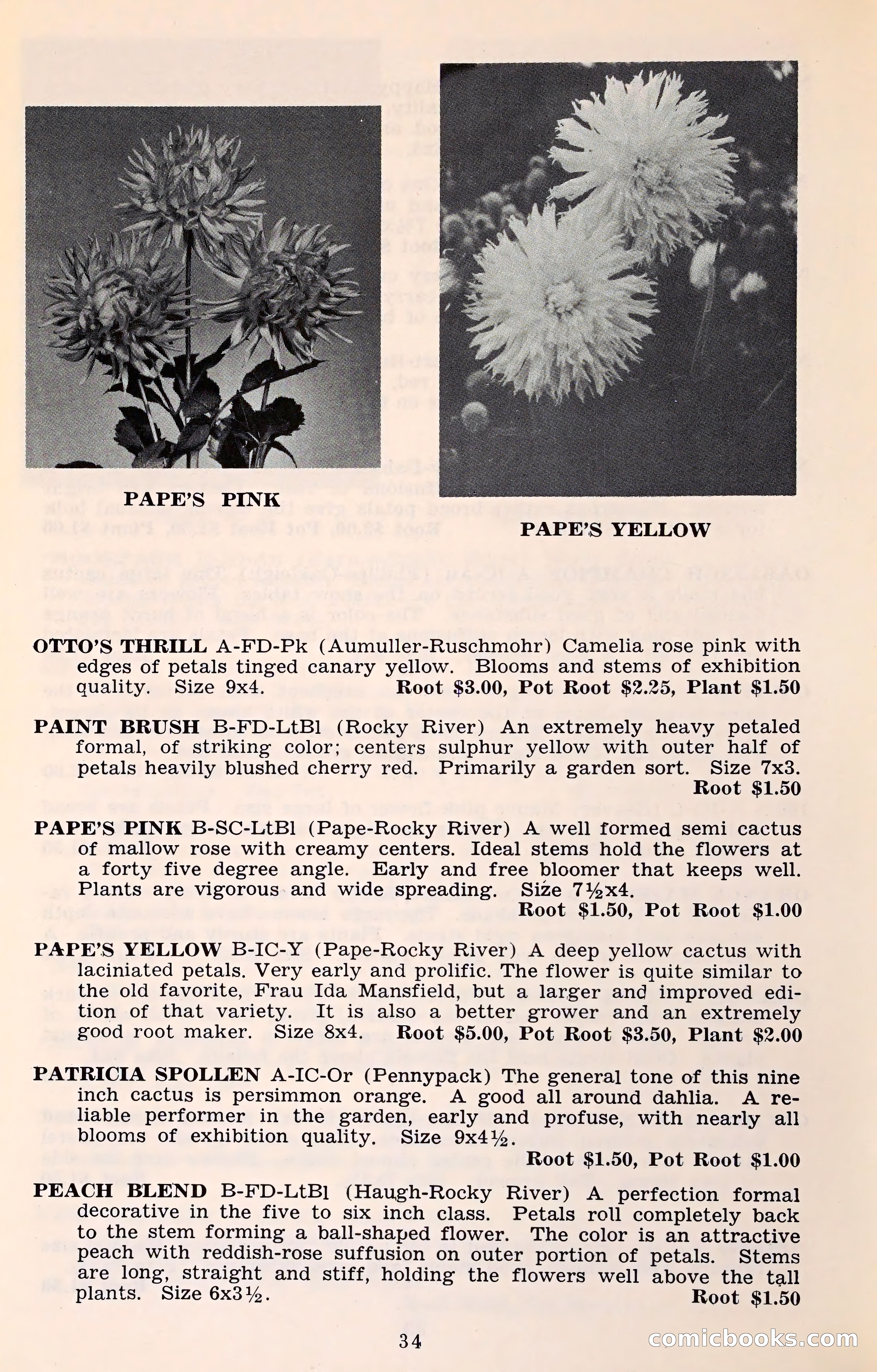 The Dahlia Blue Book for 1961 — page 37 of 71