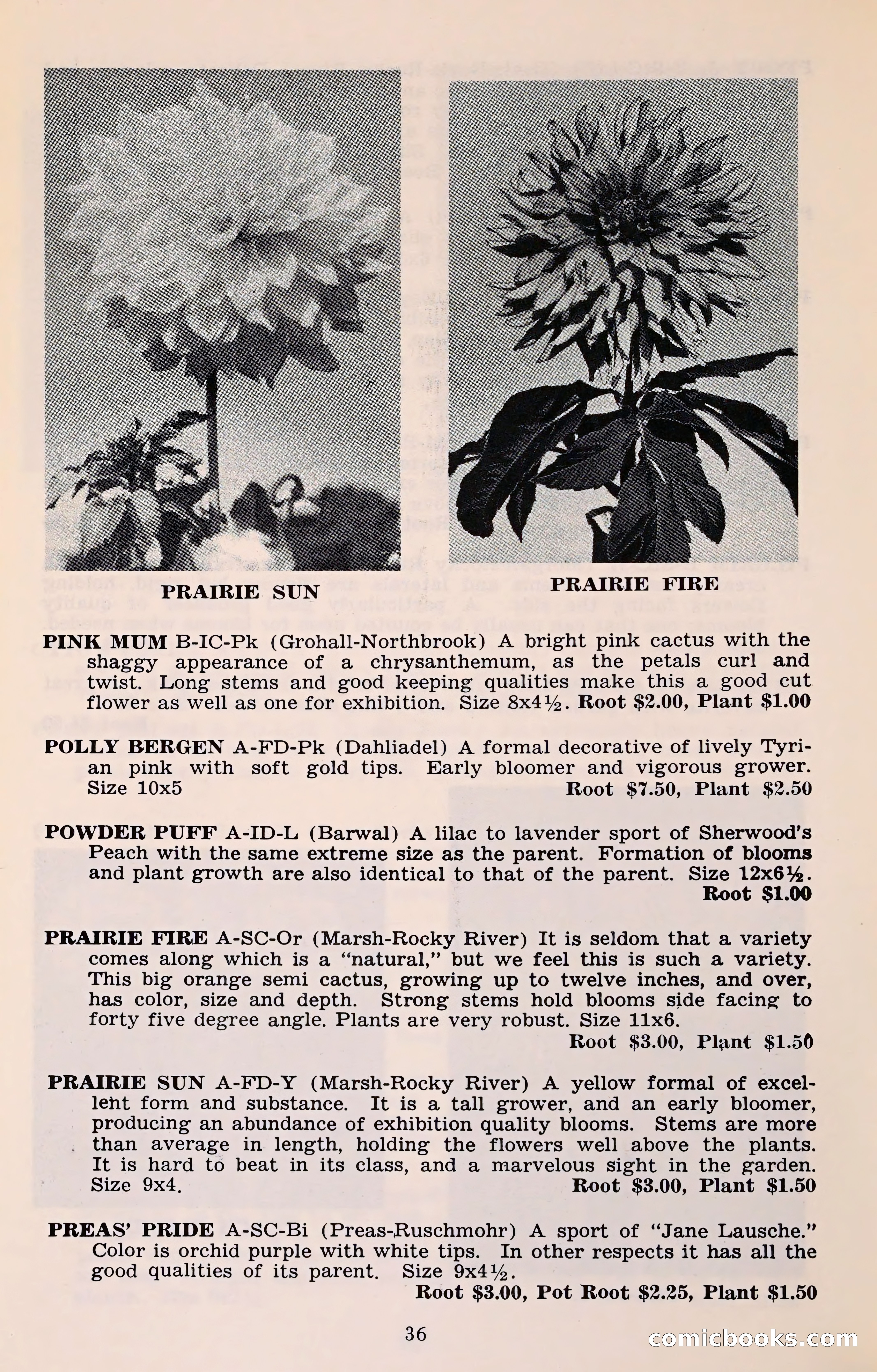 The Dahlia Blue Book for 1961 — page 39 of 71