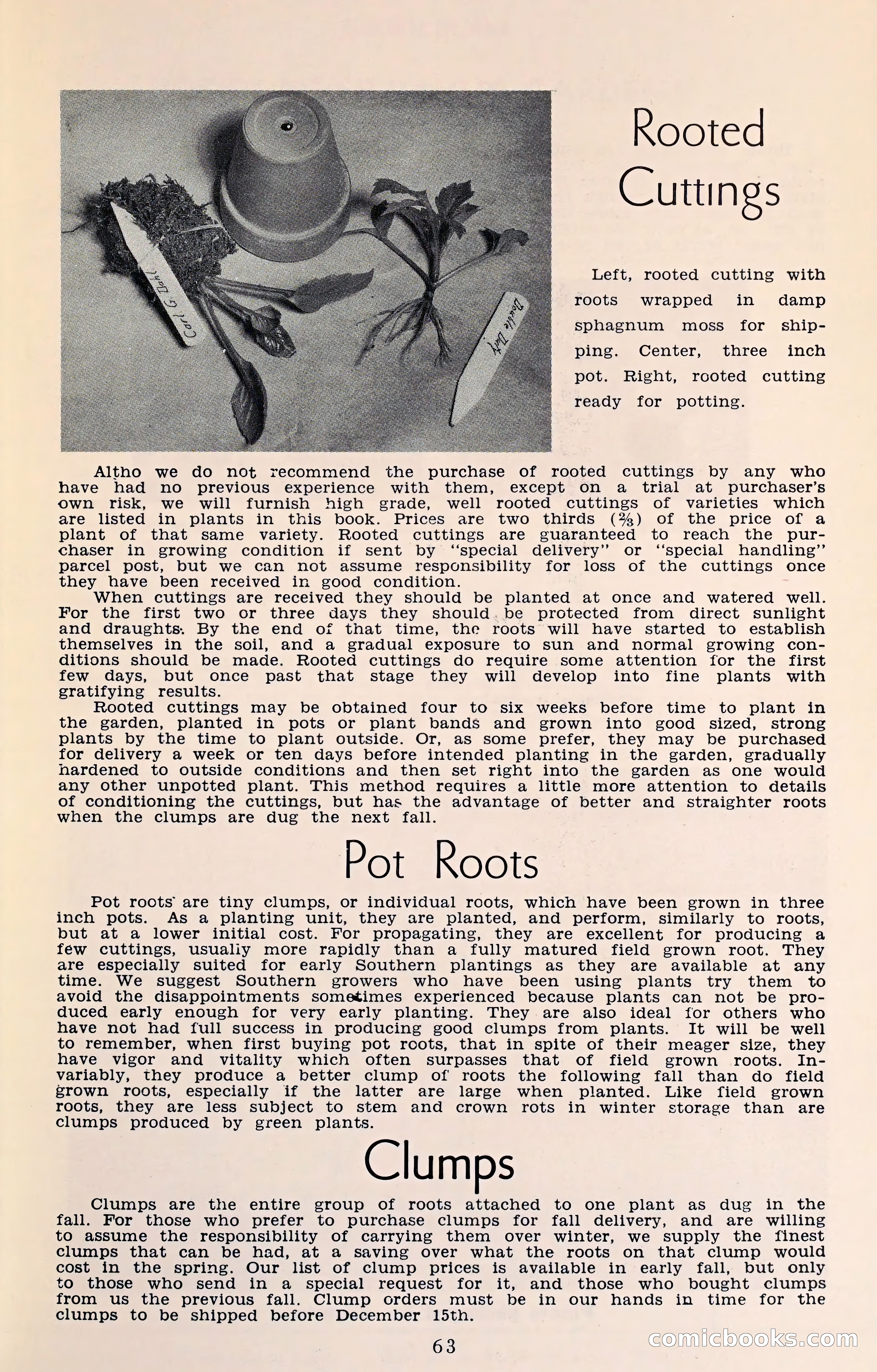 The Dahlia Blue Book for 1961 — page 66 of 71