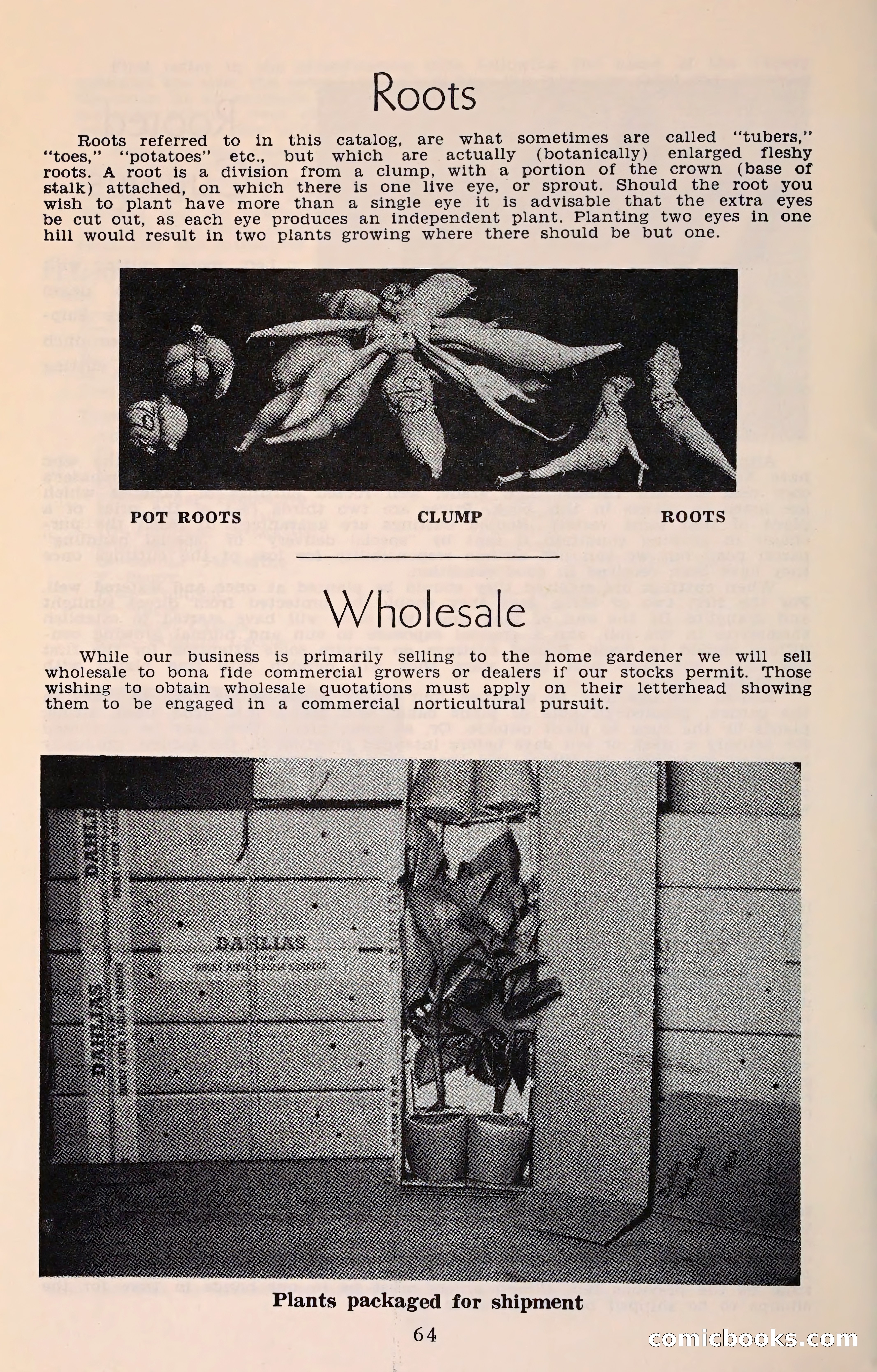 The Dahlia Blue Book for 1961 — page 67 of 71