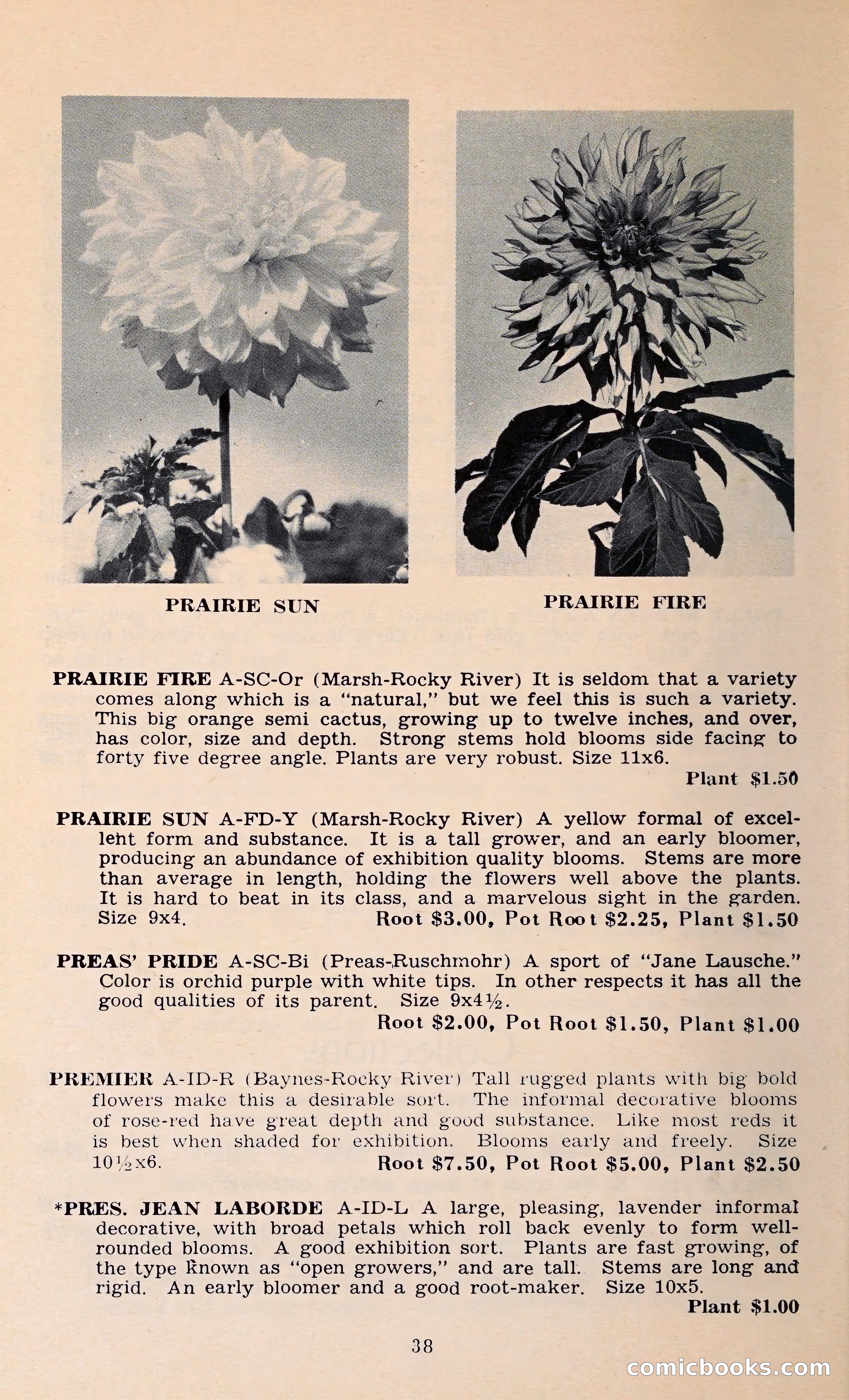 The Dahlia Blue Book for 1962 — page 41 of 71