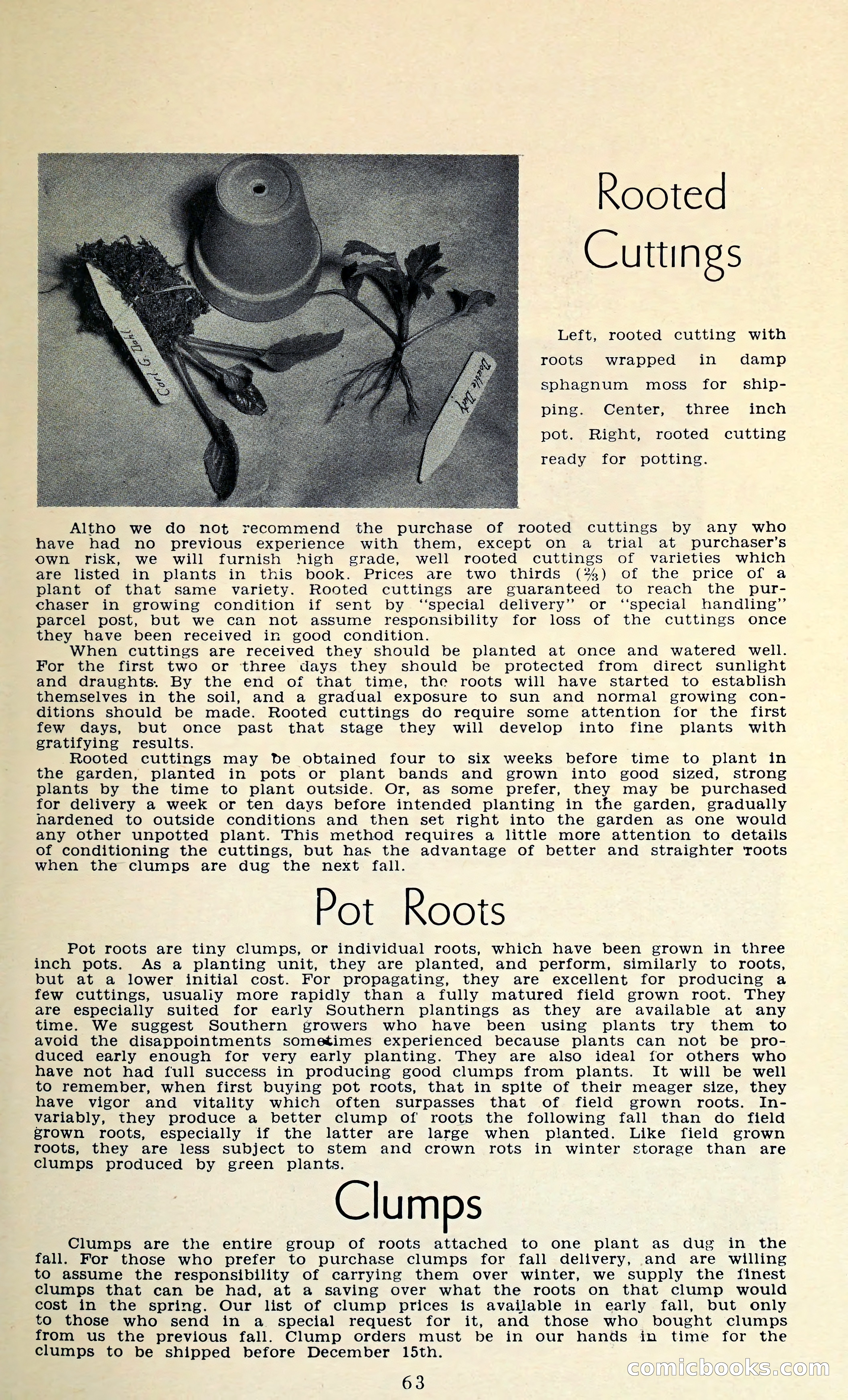 The Dahlia Blue Book for 1962 — page 66 of 71