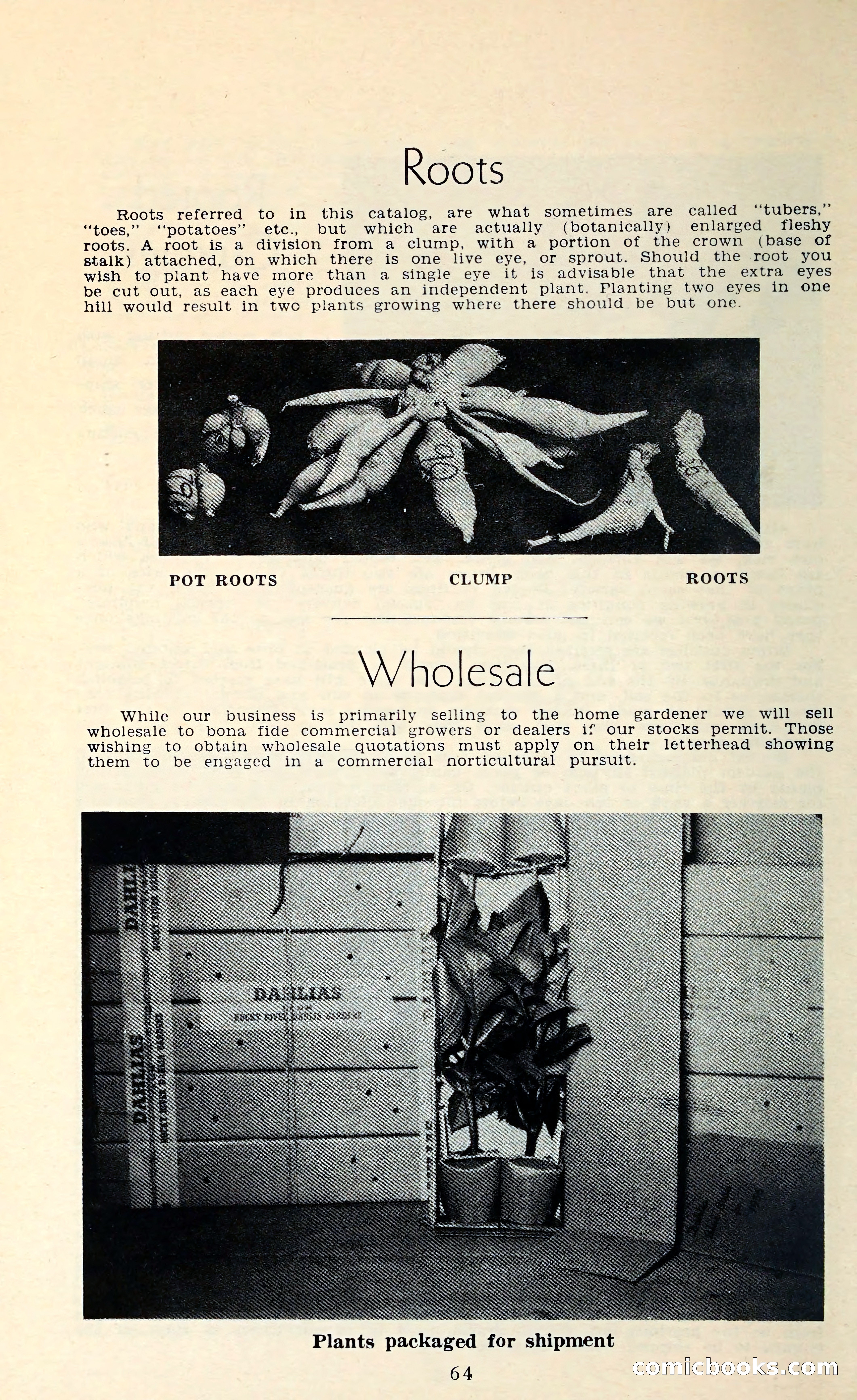 The Dahlia Blue Book for 1962 — page 67 of 71