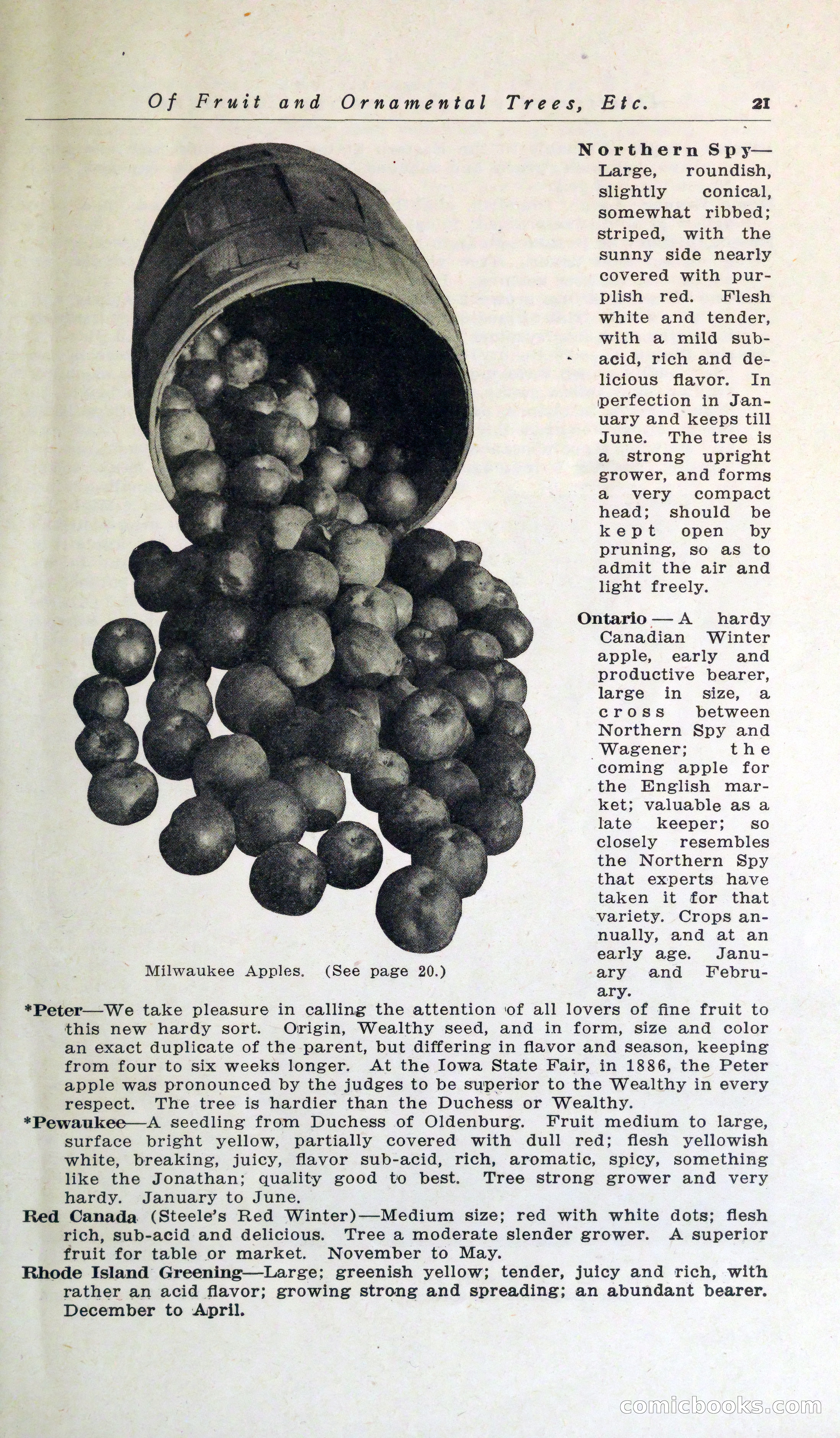 Blue Book of Hardy Trees, Shrubs & Plants — page 25 of 134