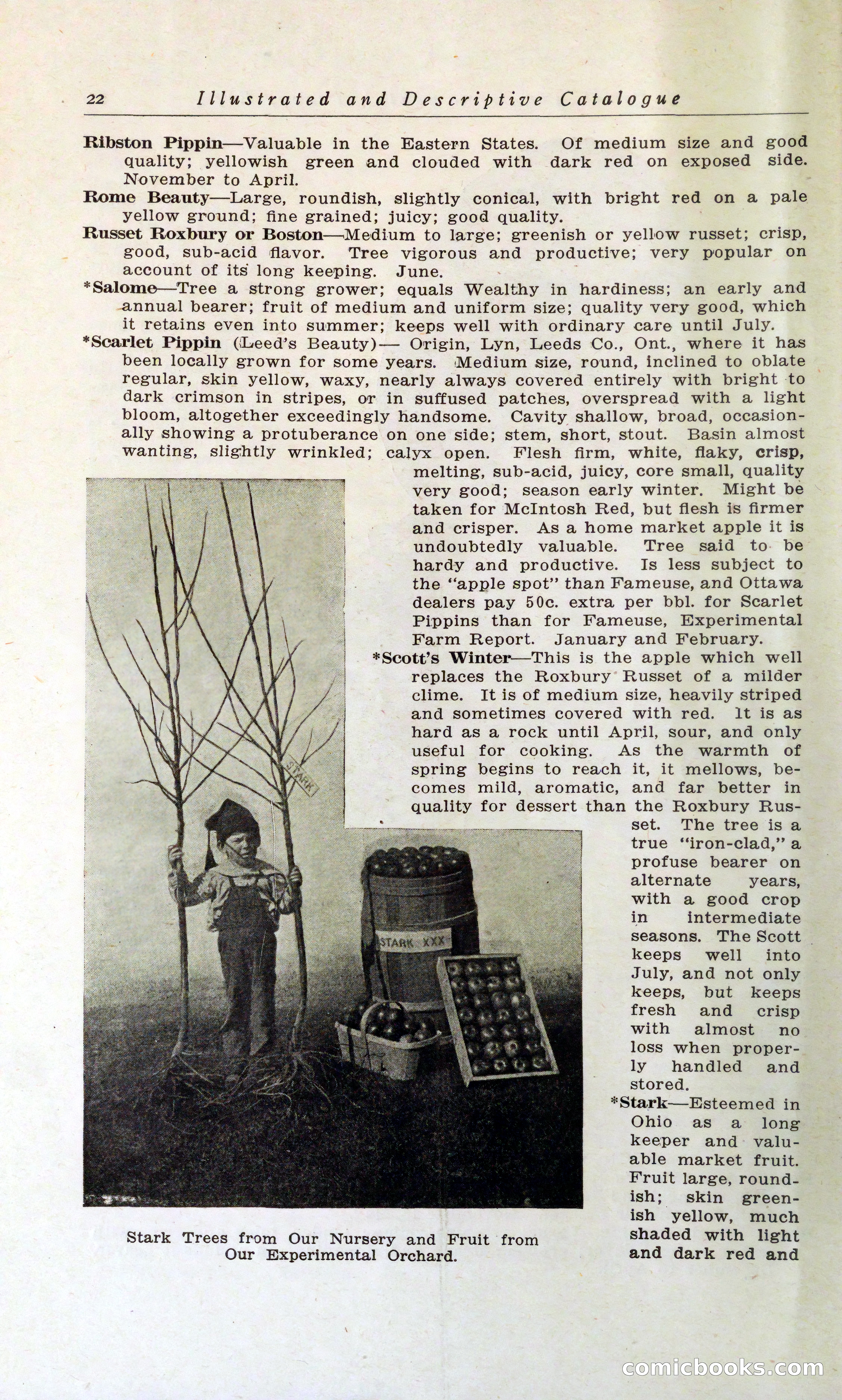 Blue Book of Hardy Trees, Shrubs & Plants — page 26 of 134