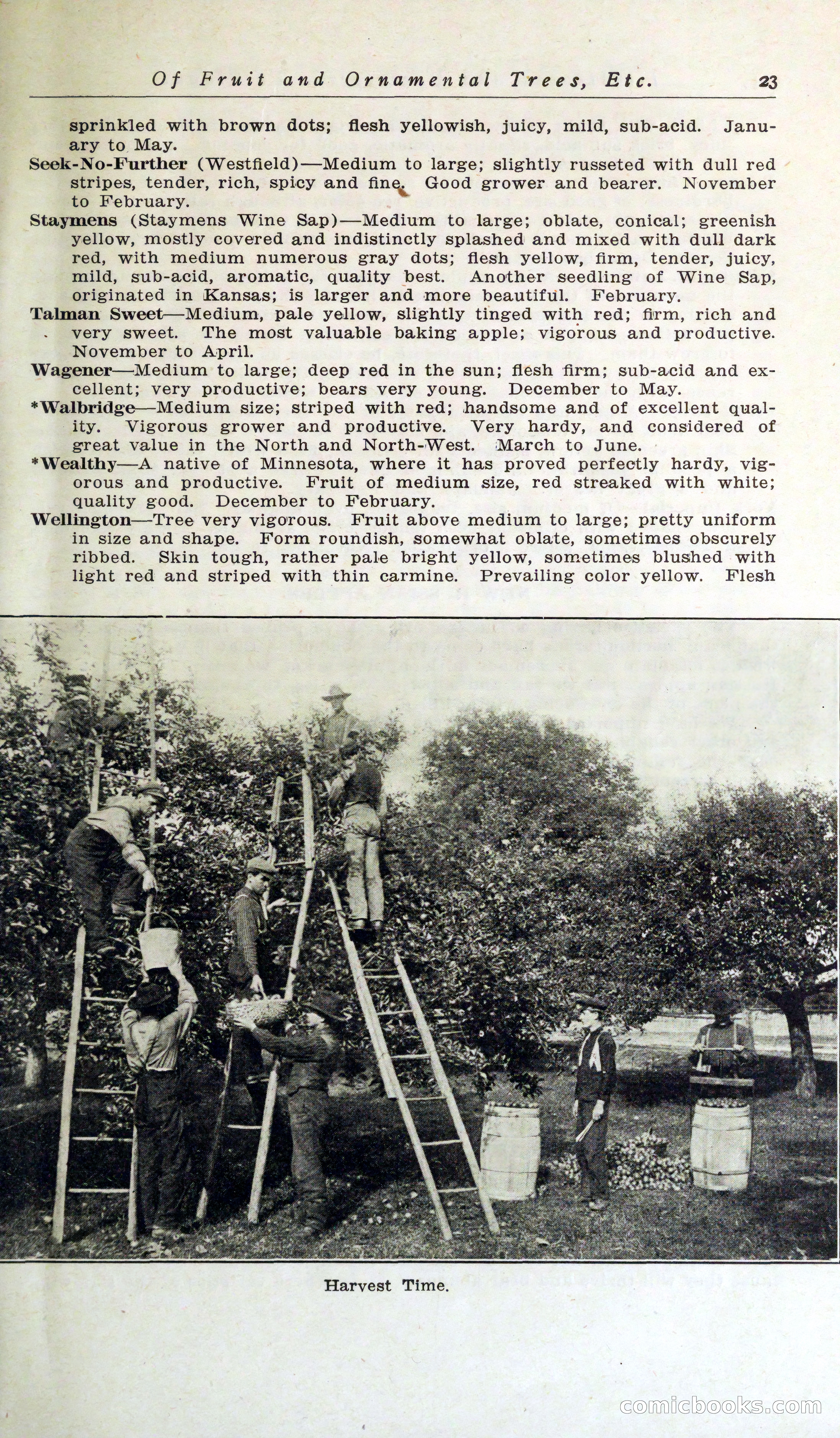 Blue Book of Hardy Trees, Shrubs & Plants — page 27 of 134