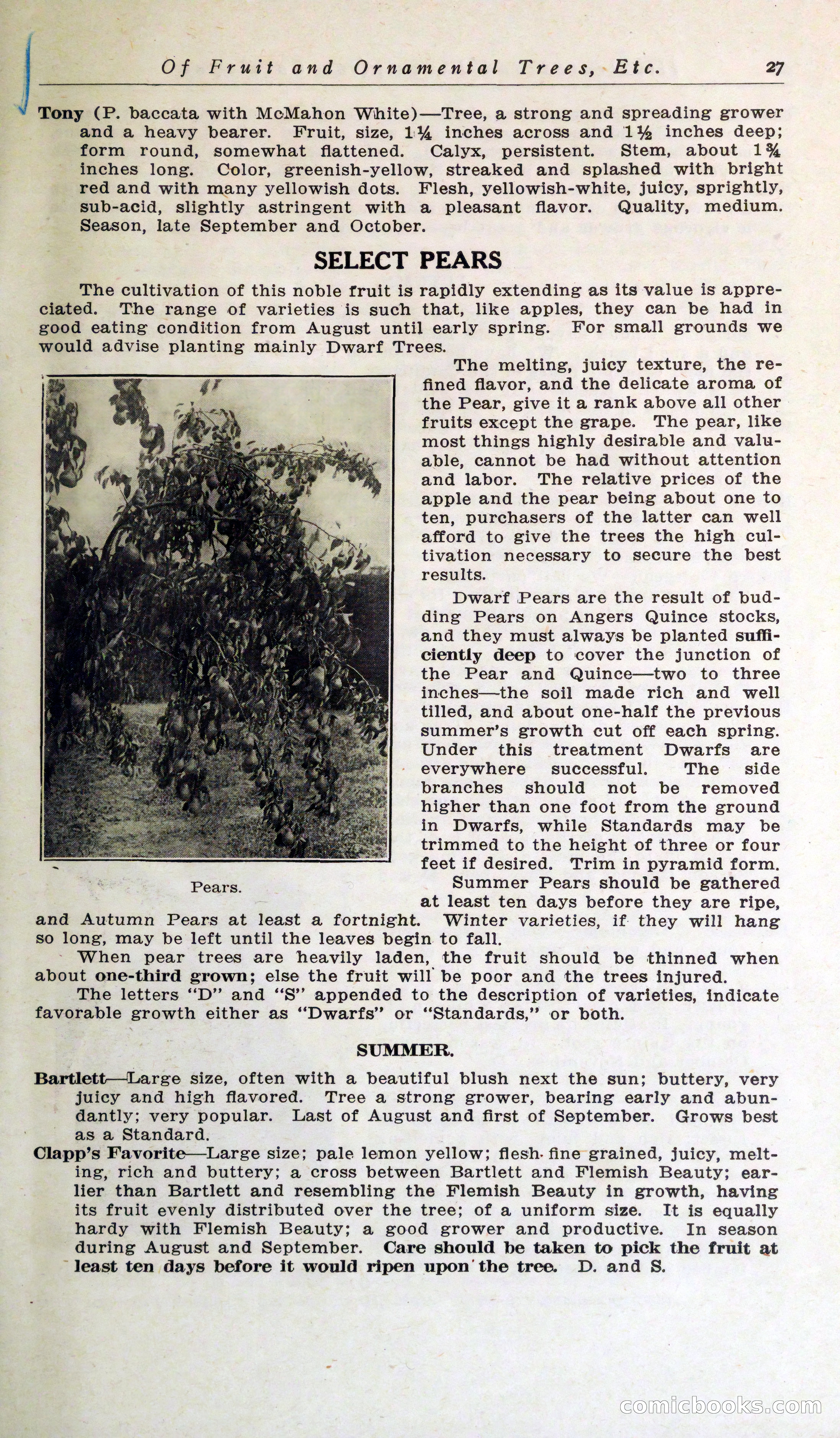 Blue Book of Hardy Trees, Shrubs & Plants — page 31 of 134