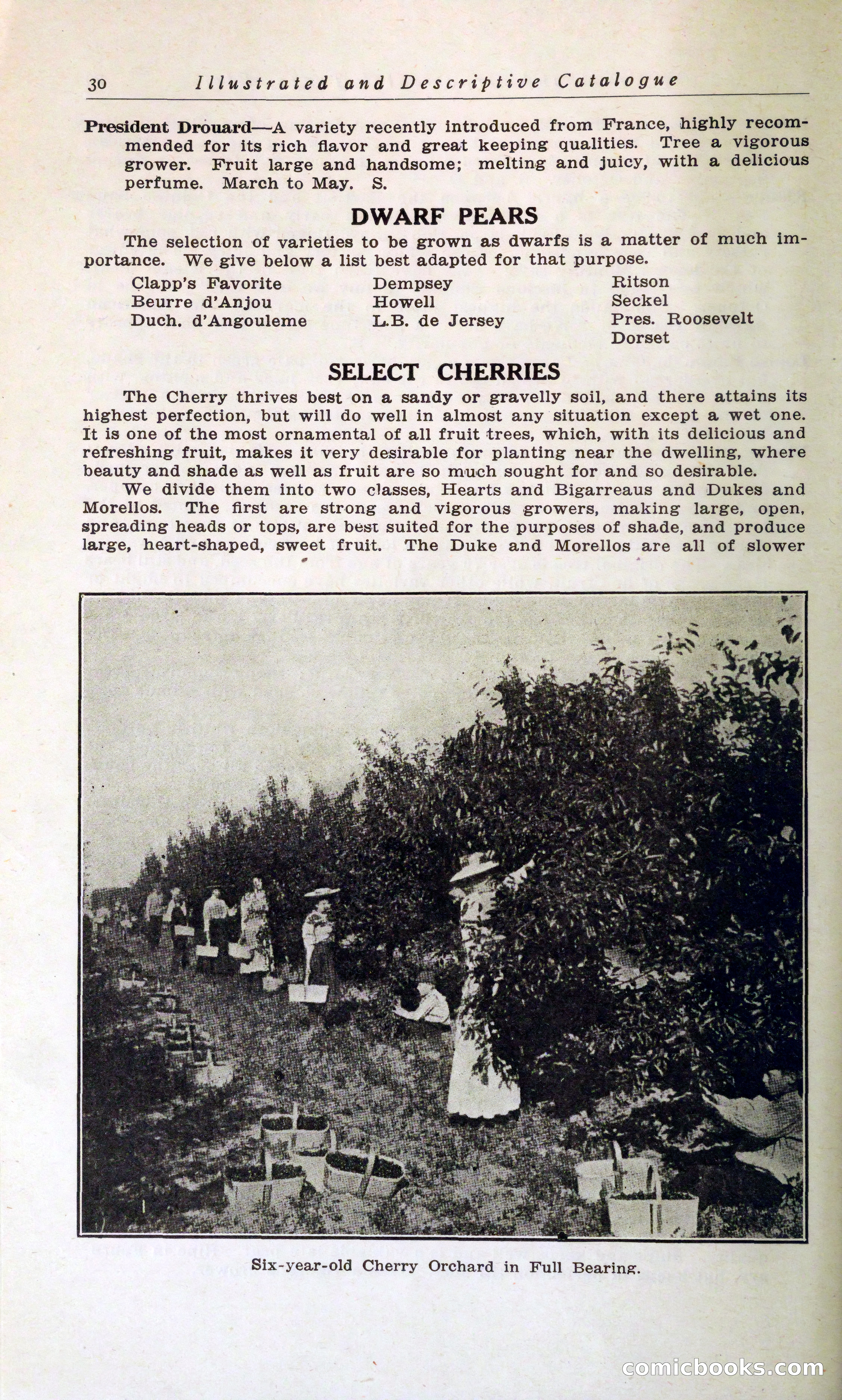 Blue Book of Hardy Trees, Shrubs & Plants — page 34 of 134