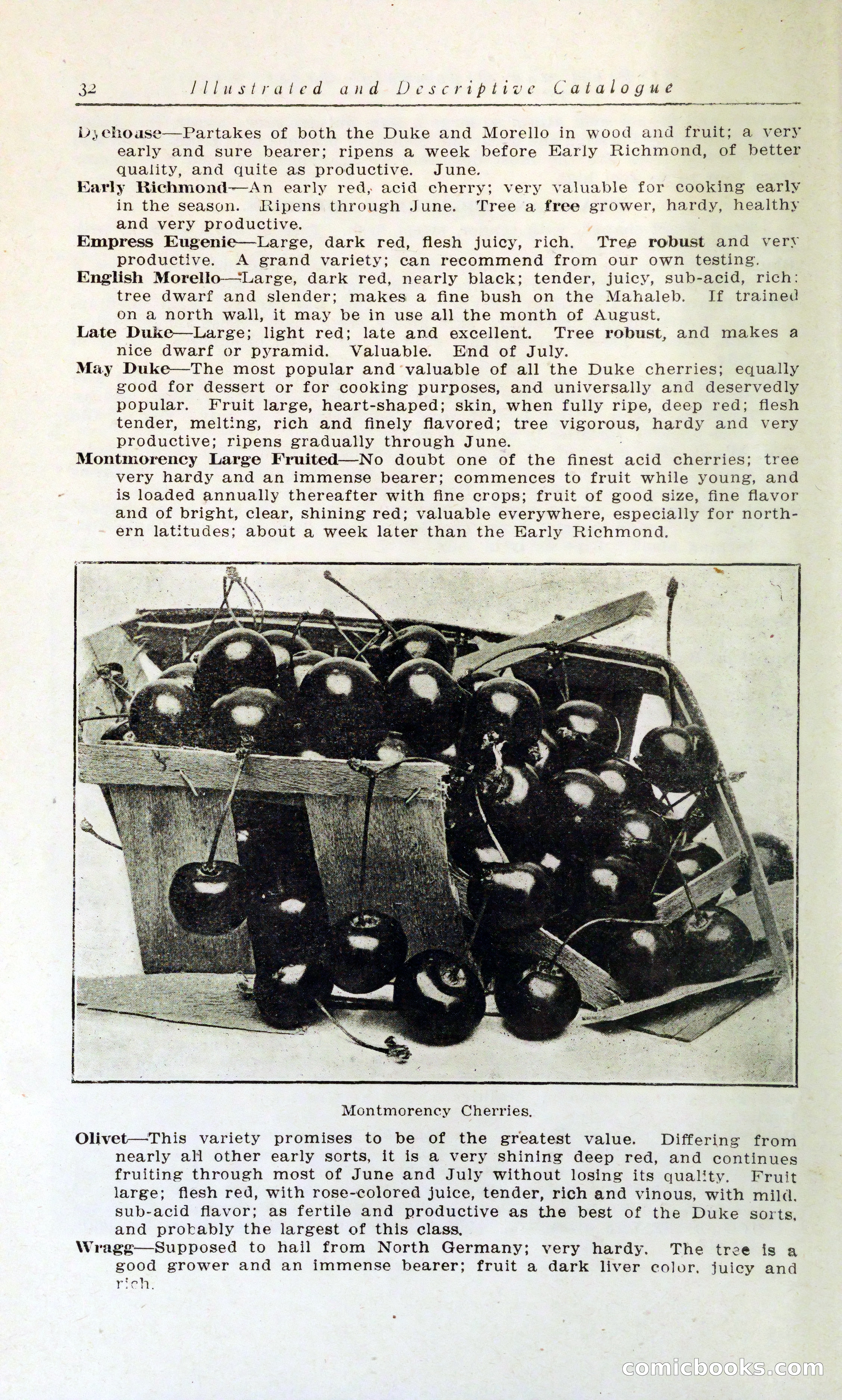 Blue Book of Hardy Trees, Shrubs & Plants — page 36 of 134