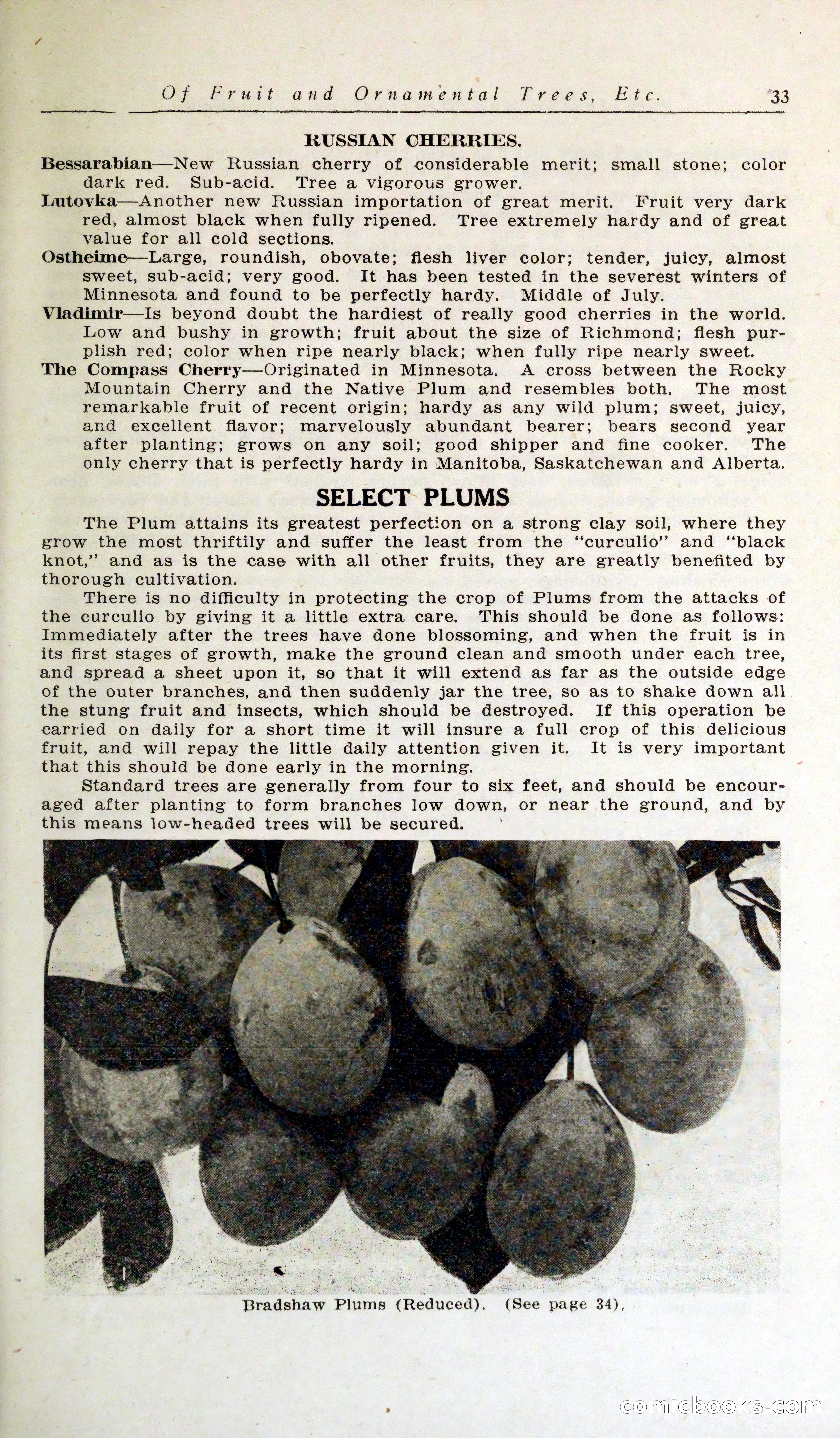 Blue Book of Hardy Trees, Shrubs & Plants — page 37 of 134