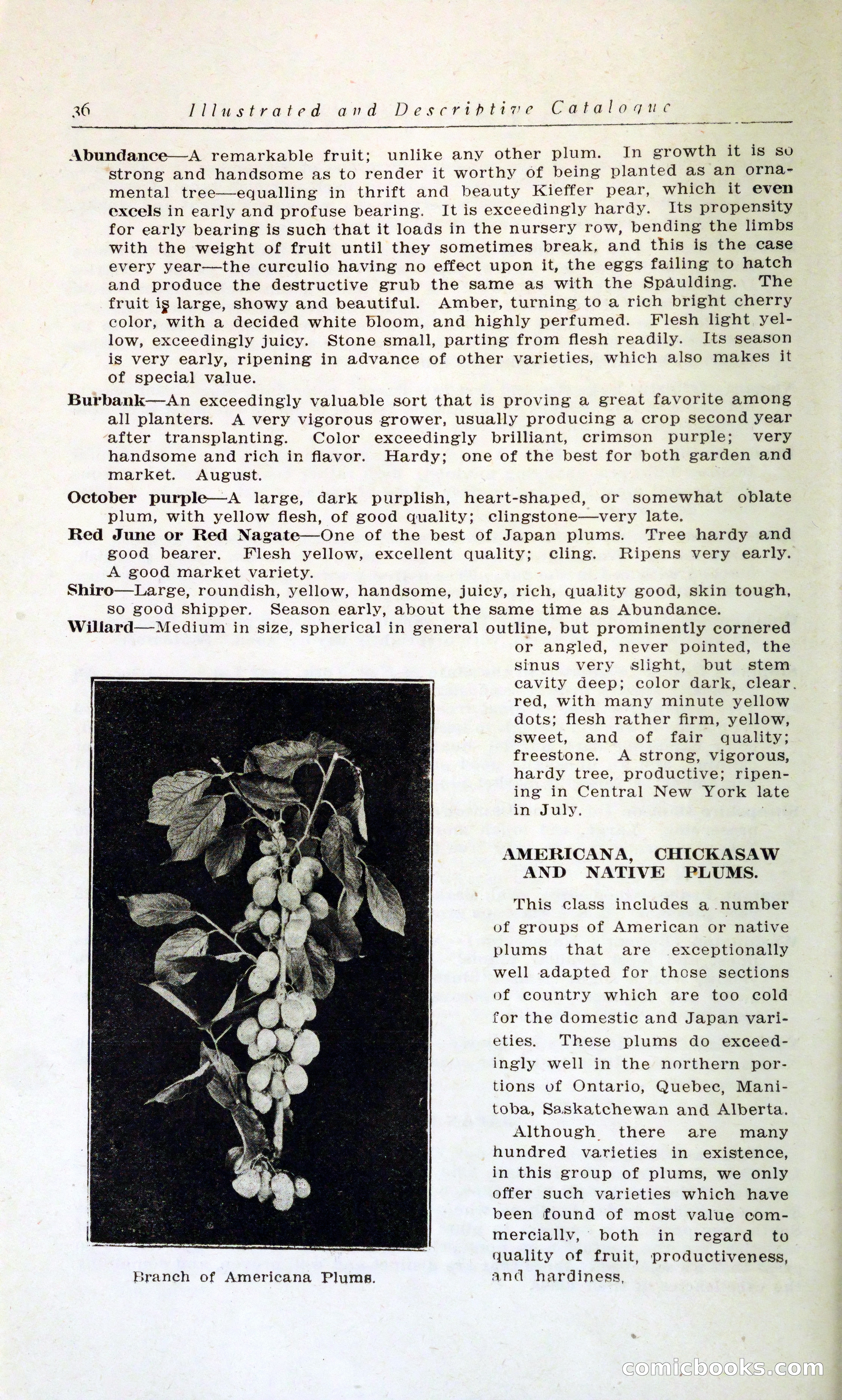 Blue Book of Hardy Trees, Shrubs & Plants — page 40 of 134
