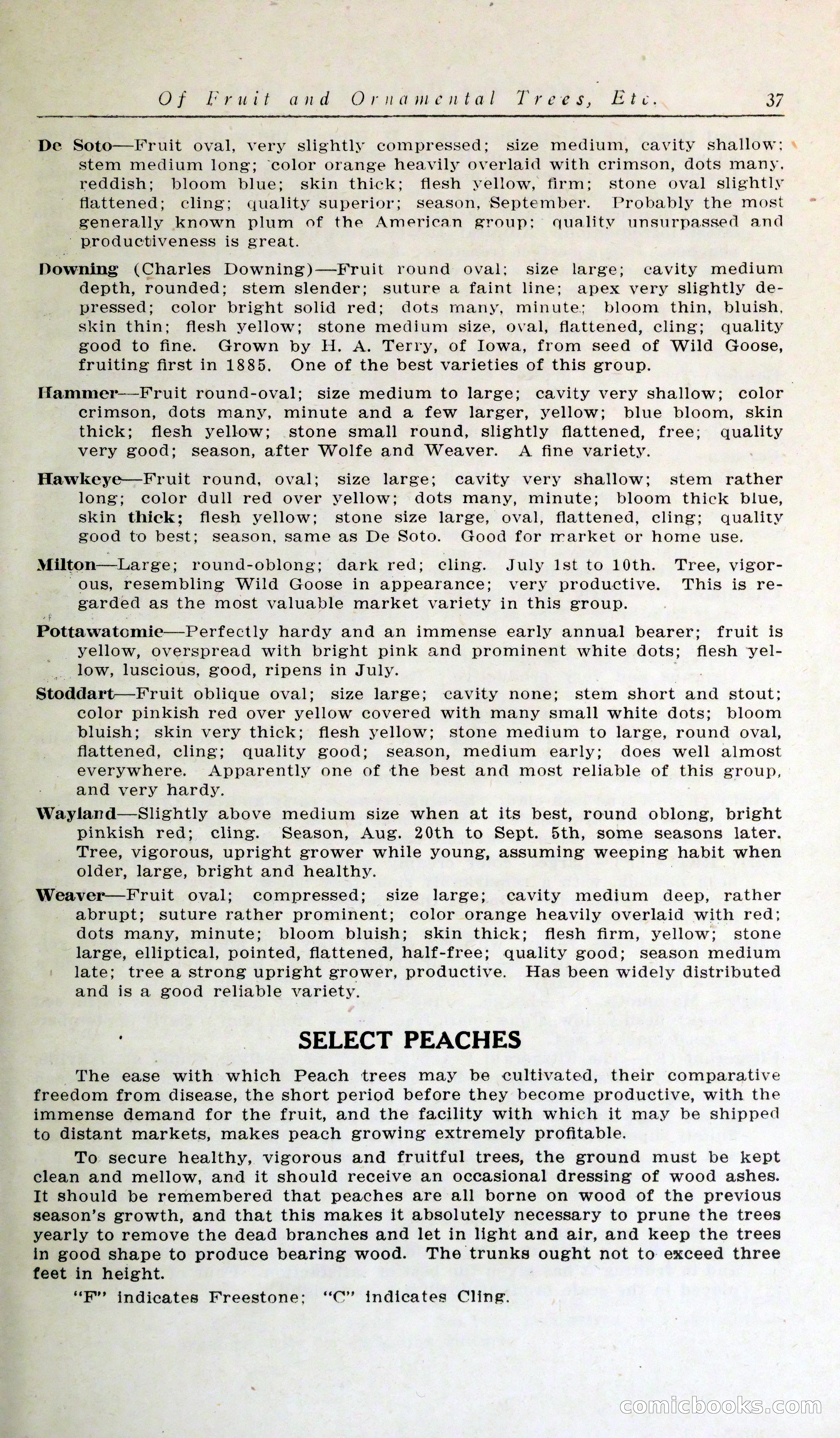 Blue Book of Hardy Trees, Shrubs & Plants — page 41 of 134