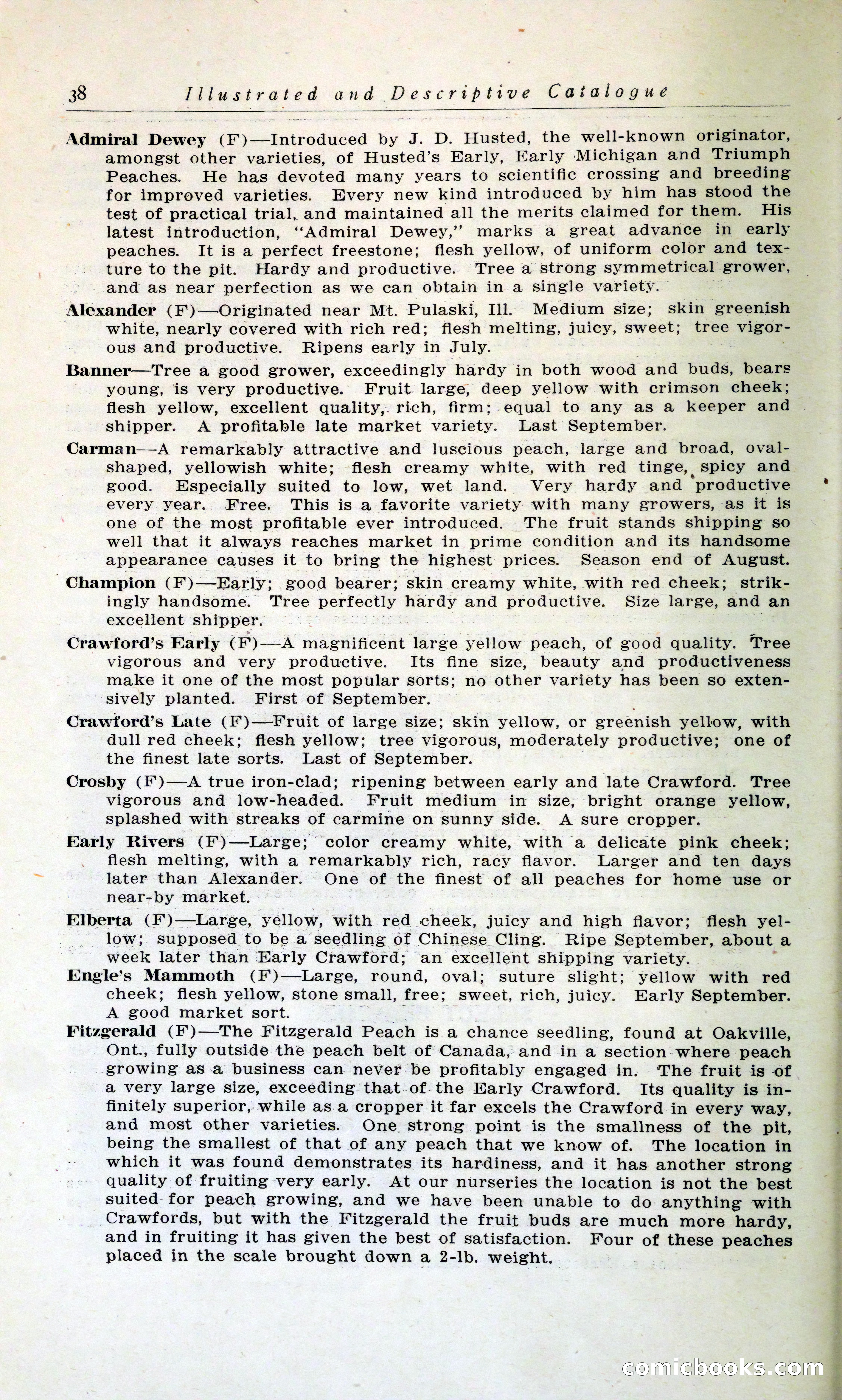 Blue Book of Hardy Trees, Shrubs & Plants — page 42 of 134