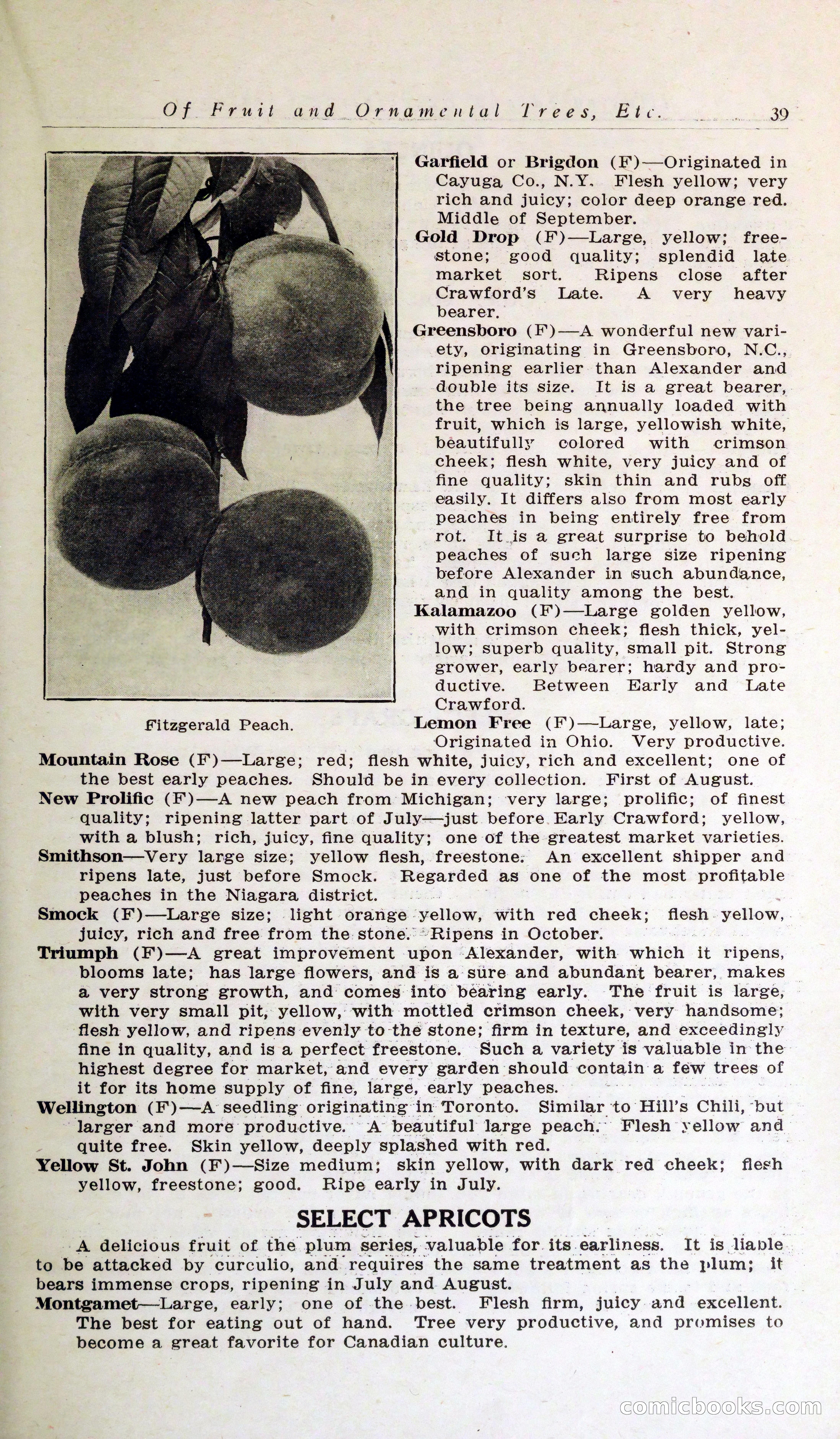 Blue Book of Hardy Trees, Shrubs & Plants — page 43 of 134