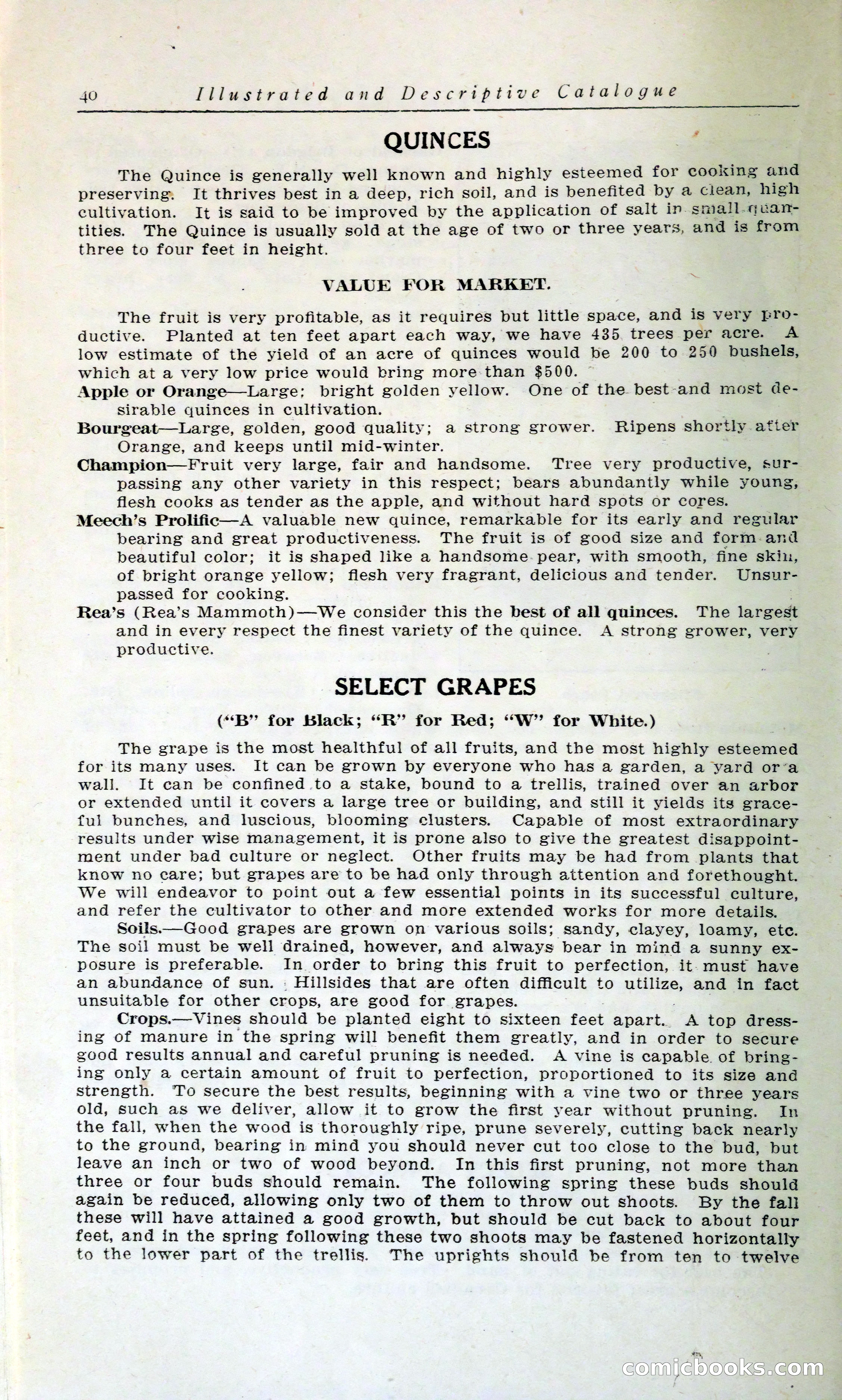 Blue Book of Hardy Trees, Shrubs & Plants — page 44 of 134