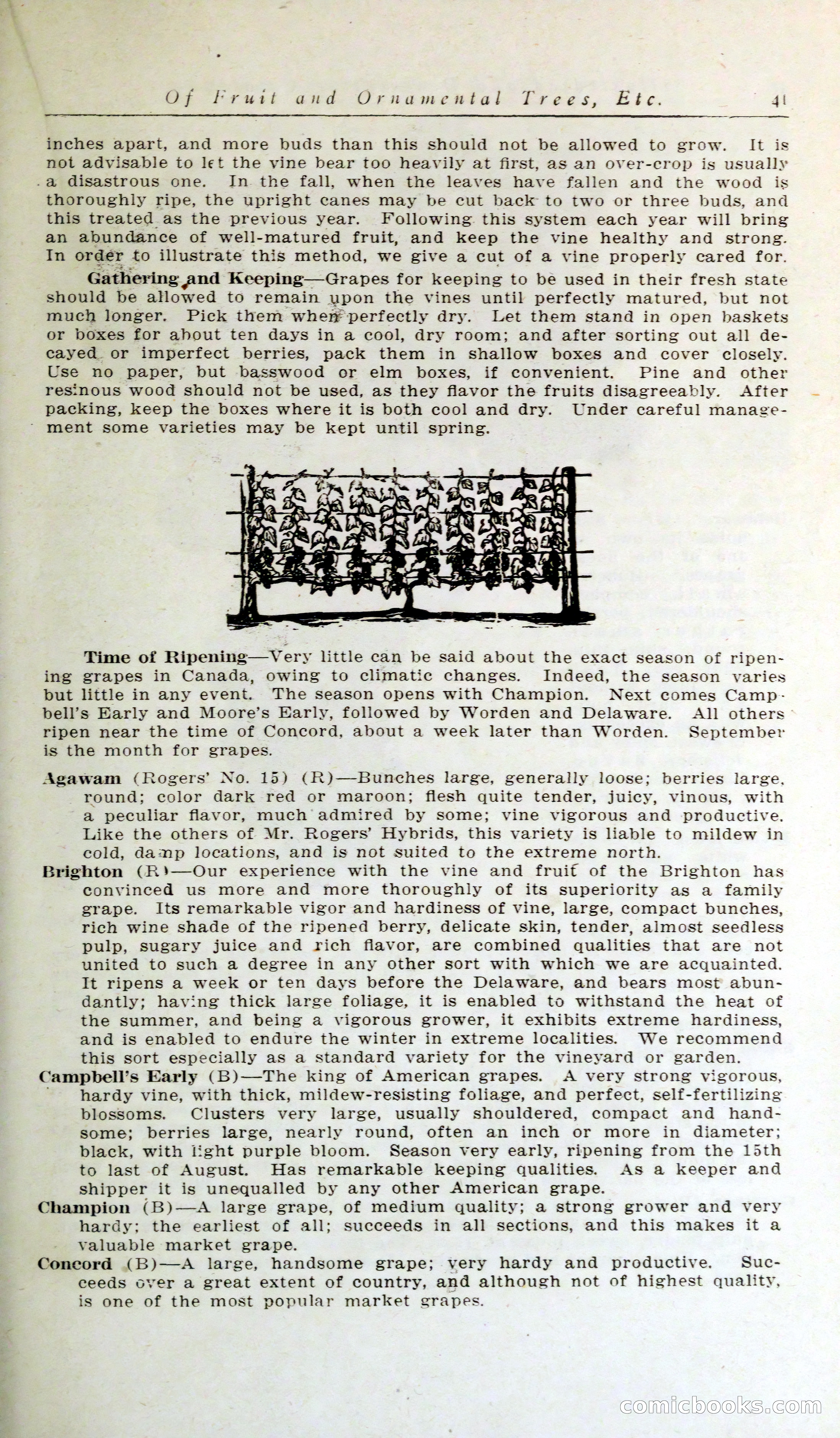 Blue Book of Hardy Trees, Shrubs & Plants — page 45 of 134