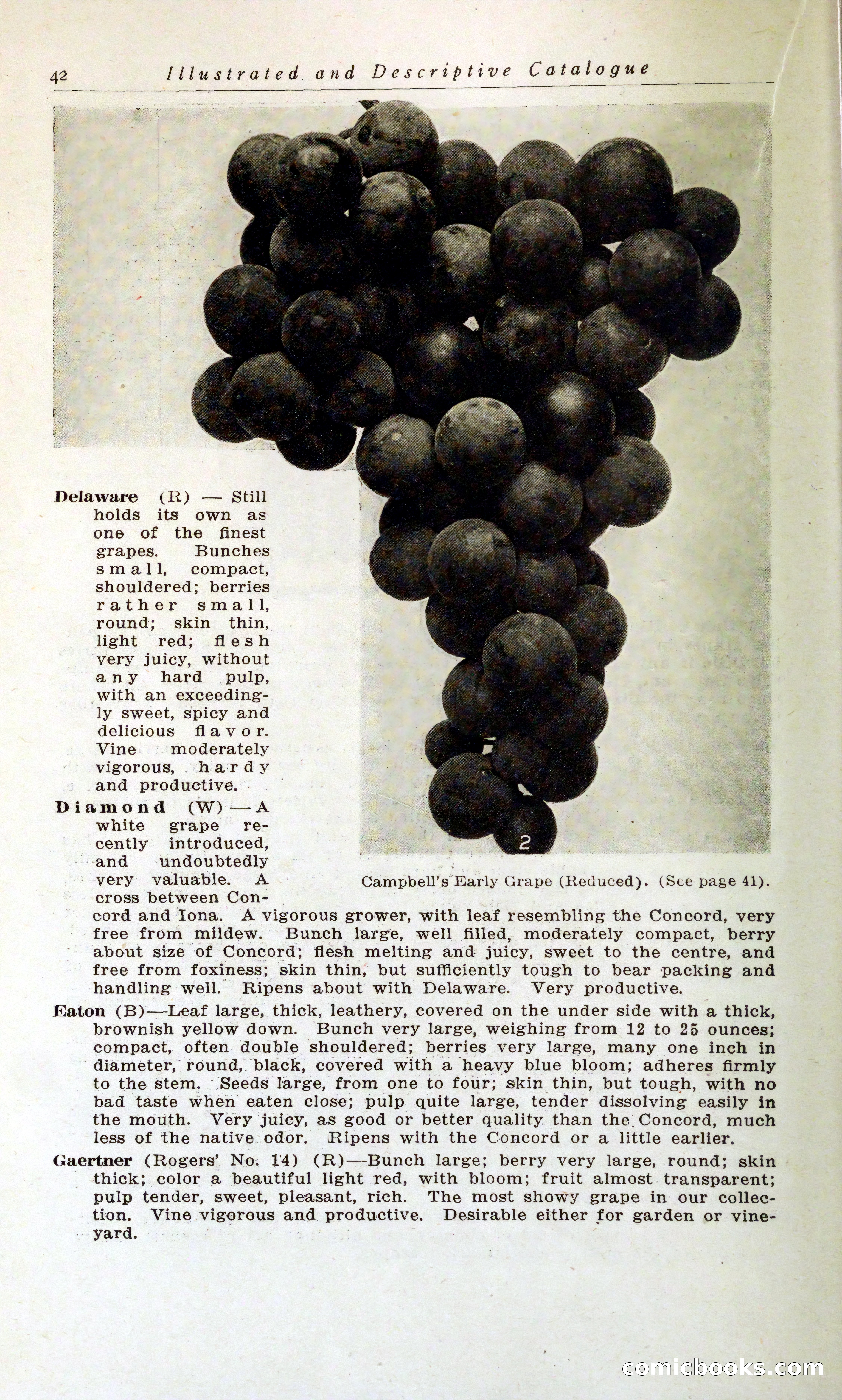 Blue Book of Hardy Trees, Shrubs & Plants — page 46 of 134