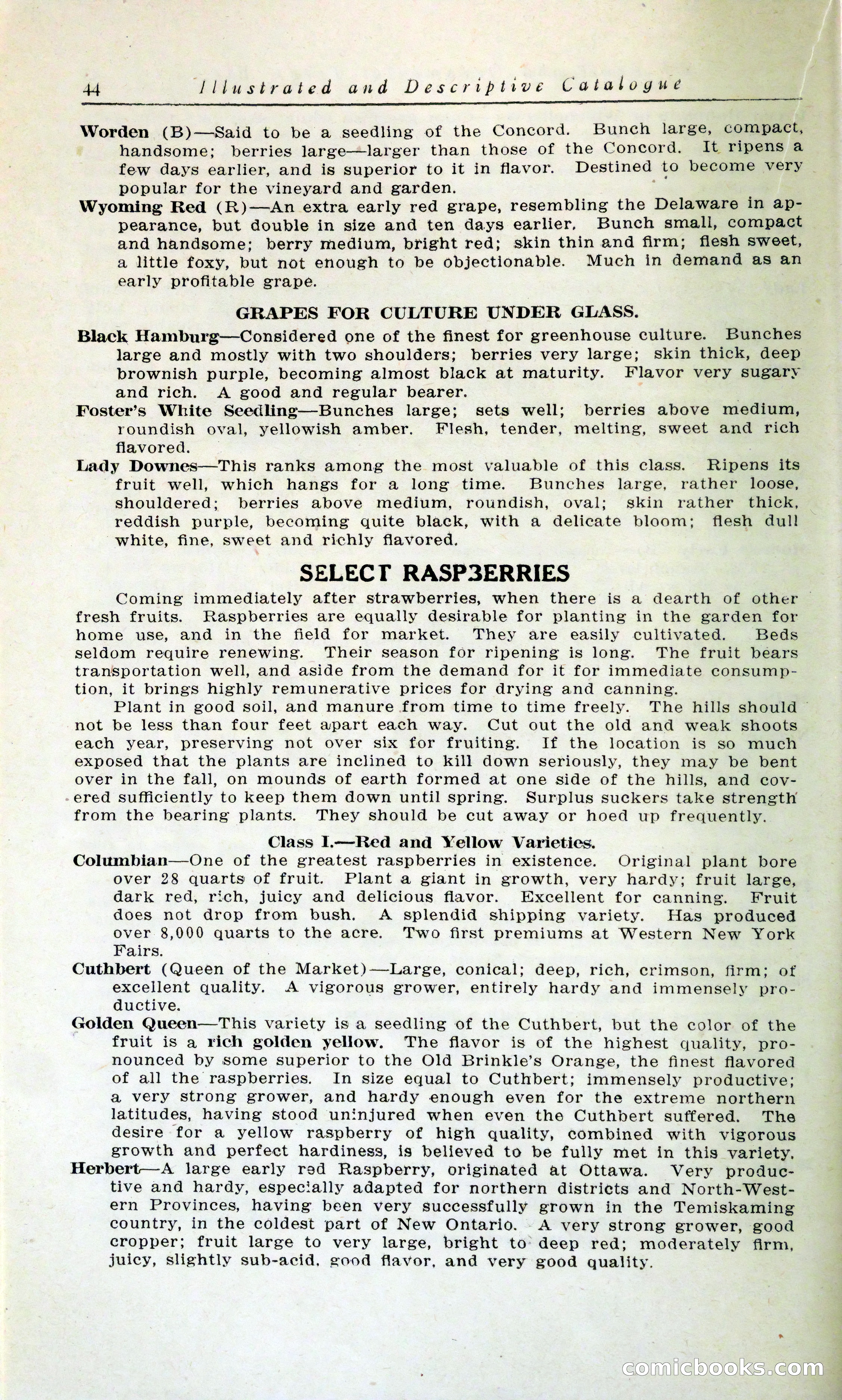 Blue Book of Hardy Trees, Shrubs & Plants — page 48 of 134