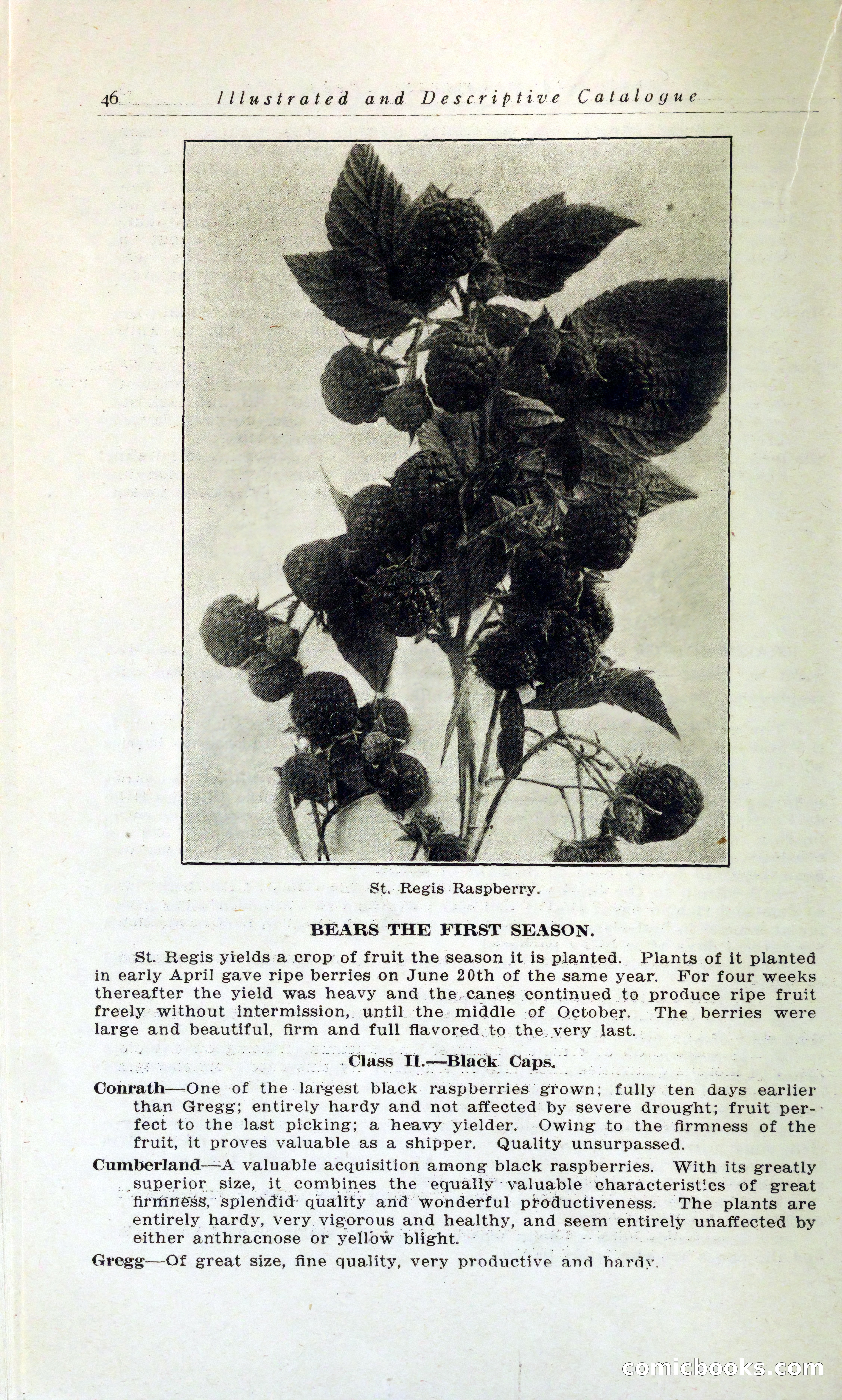 Blue Book of Hardy Trees, Shrubs & Plants — page 50 of 134