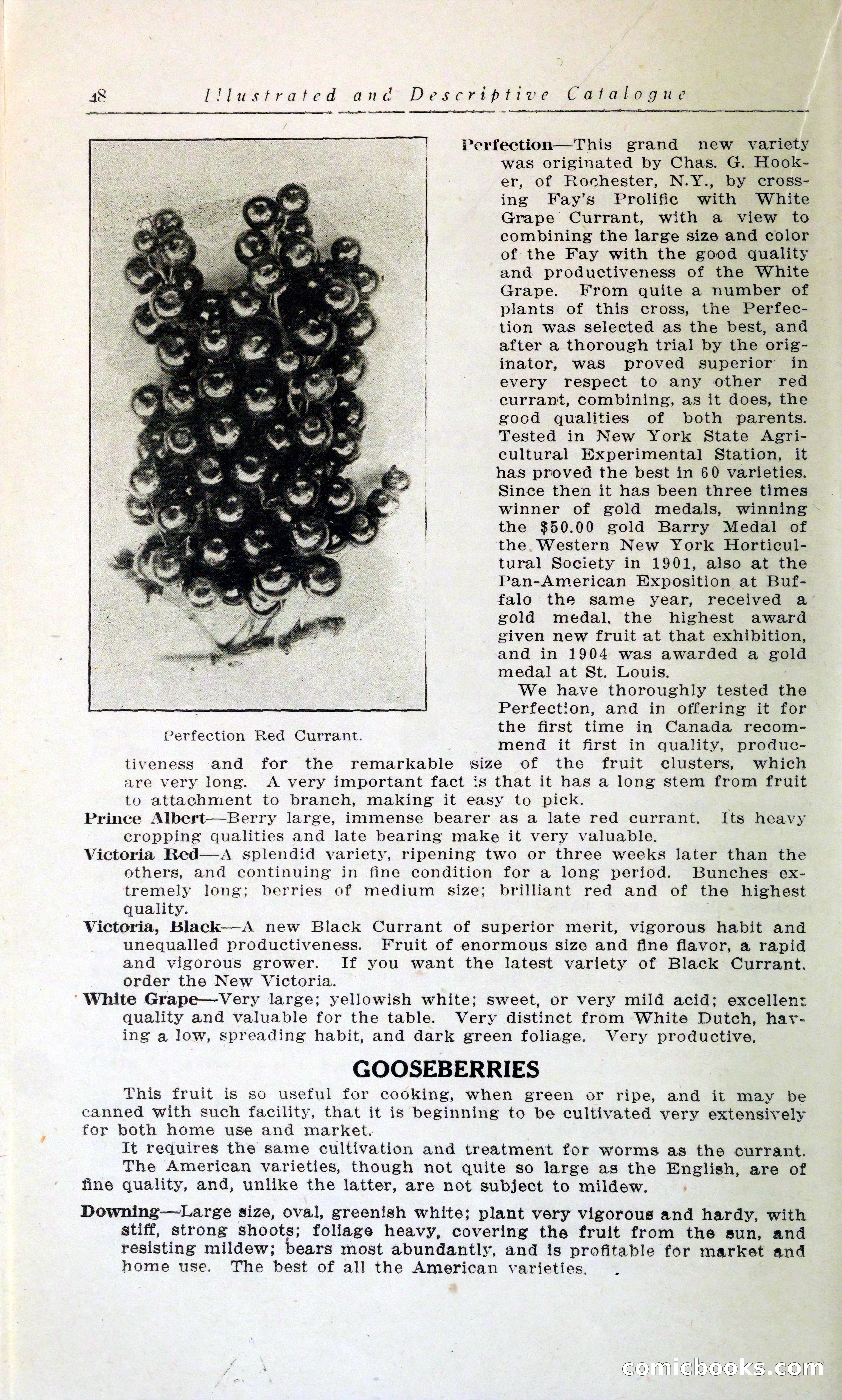 Blue Book of Hardy Trees, Shrubs & Plants — page 52 of 134