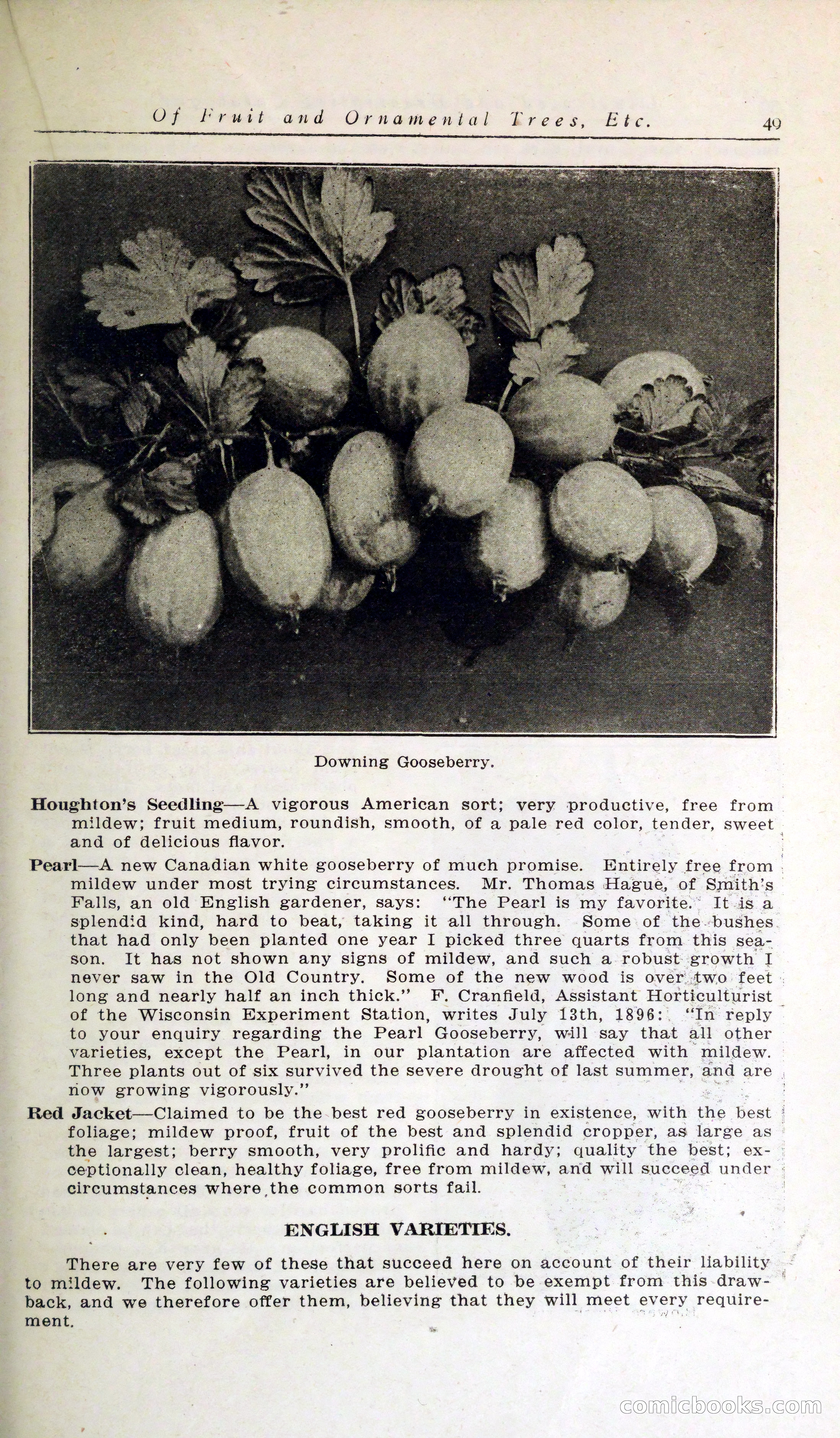 Blue Book of Hardy Trees, Shrubs & Plants — page 53 of 134
