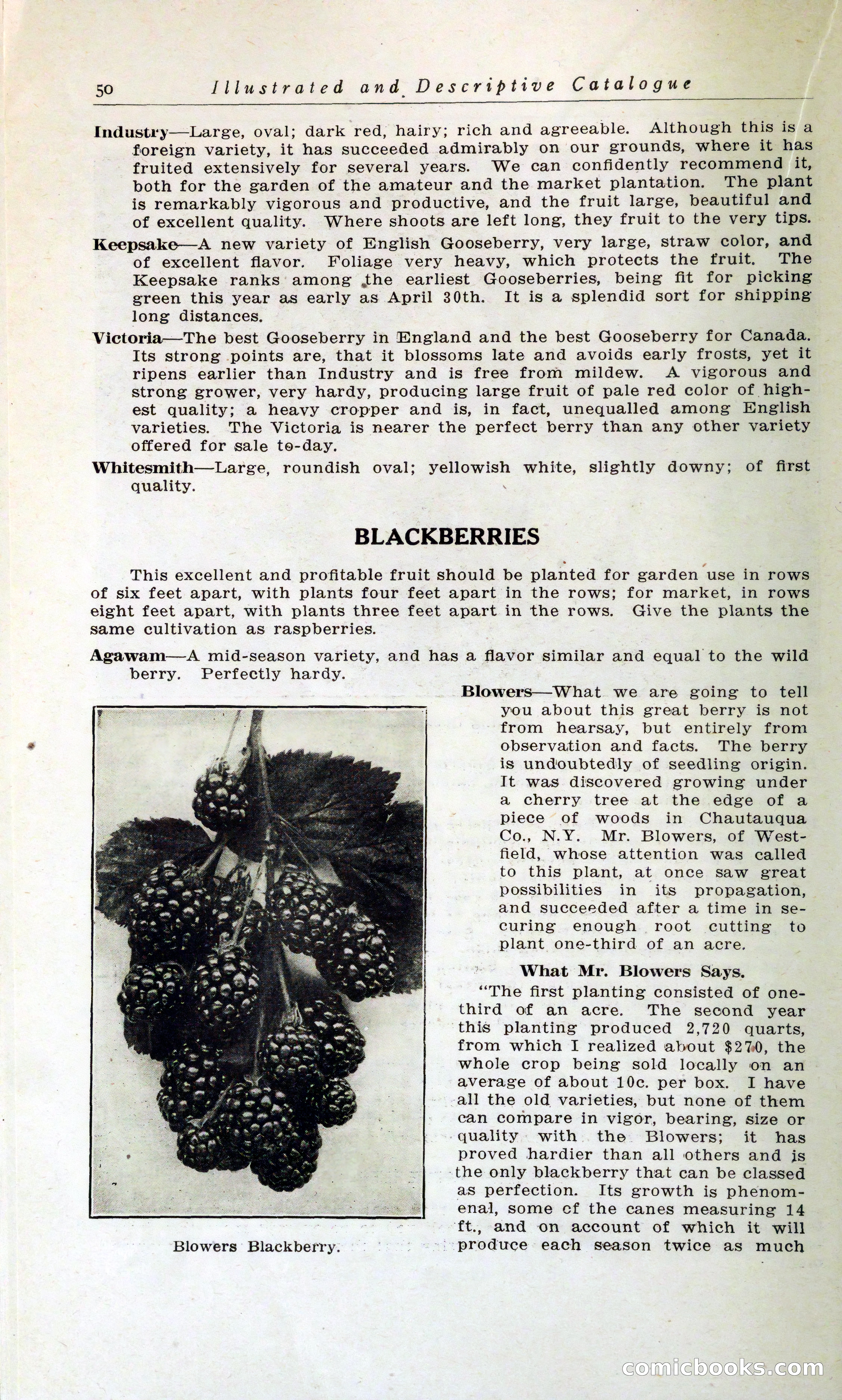 Blue Book of Hardy Trees, Shrubs & Plants — page 54 of 134