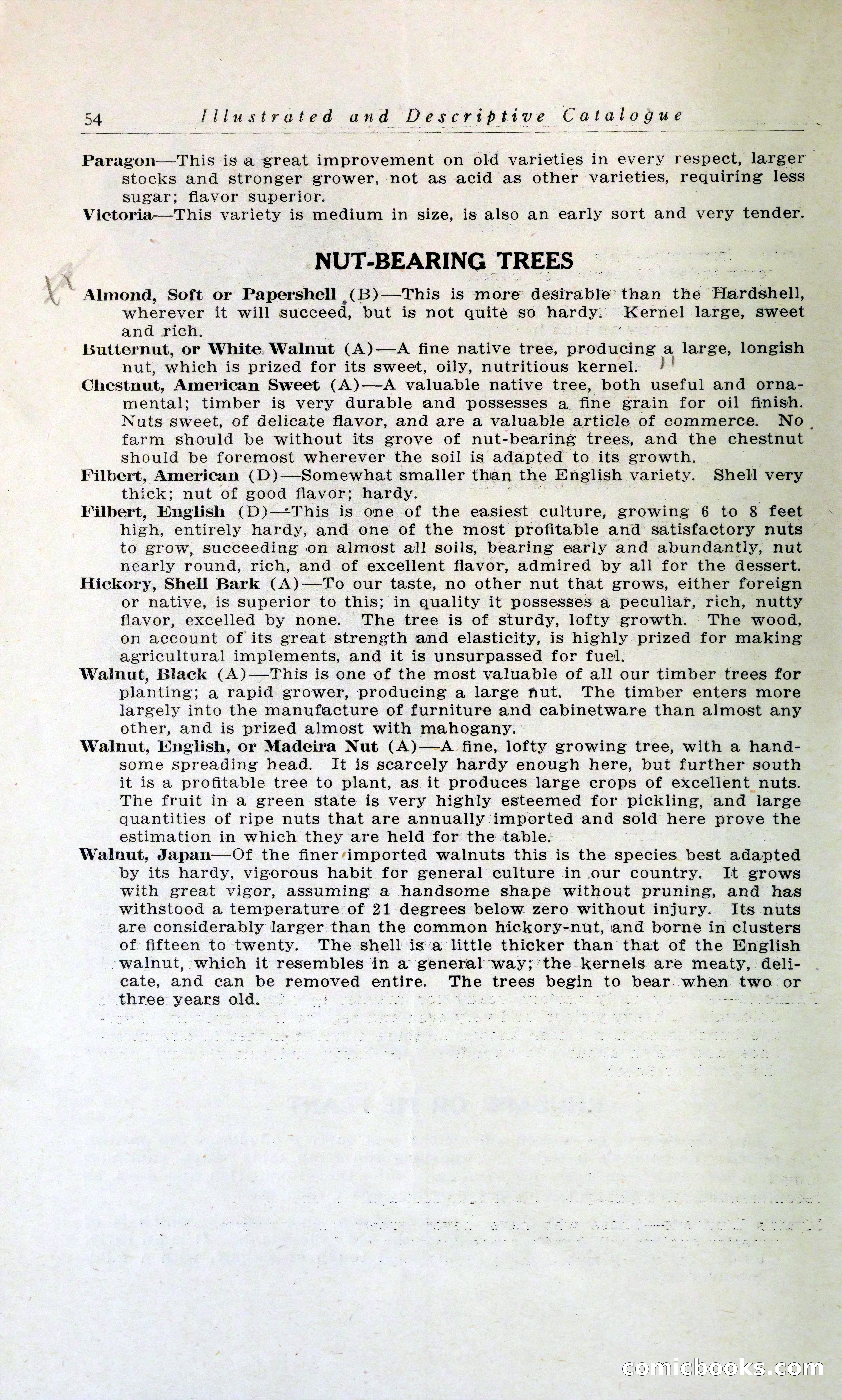 Blue Book of Hardy Trees, Shrubs & Plants — page 58 of 134