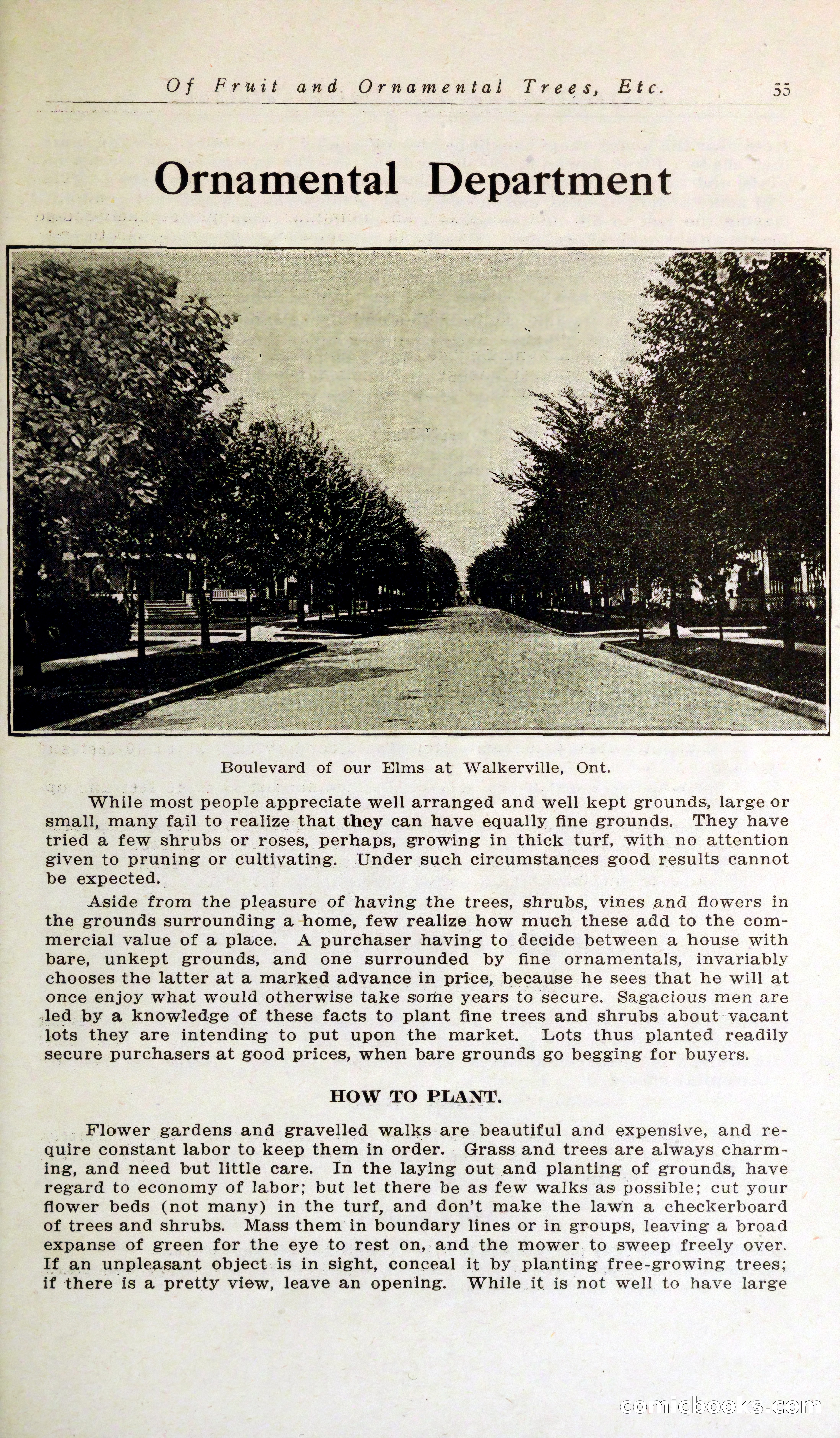 Blue Book of Hardy Trees, Shrubs & Plants — page 59 of 134