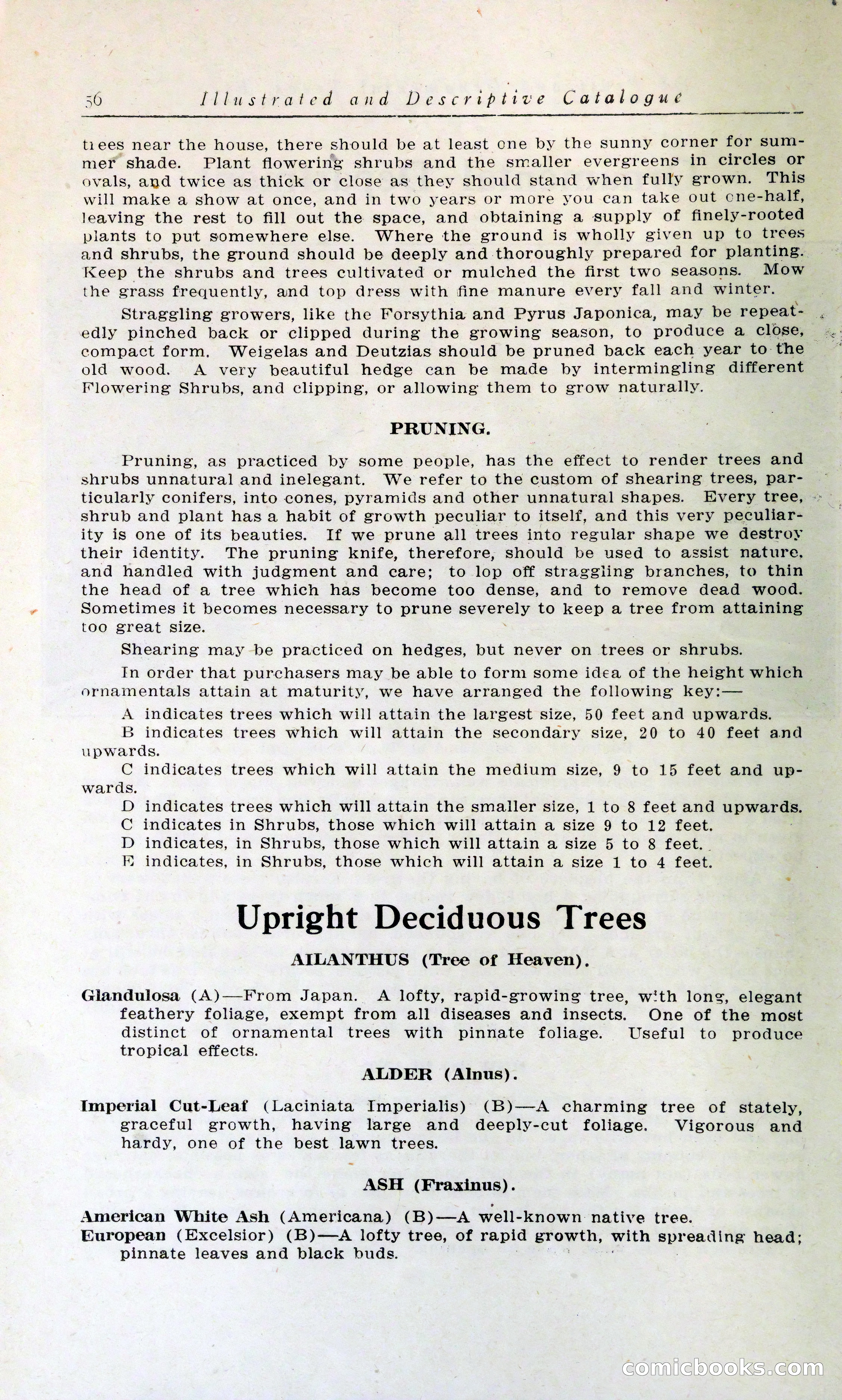 Blue Book of Hardy Trees, Shrubs & Plants — page 60 of 134