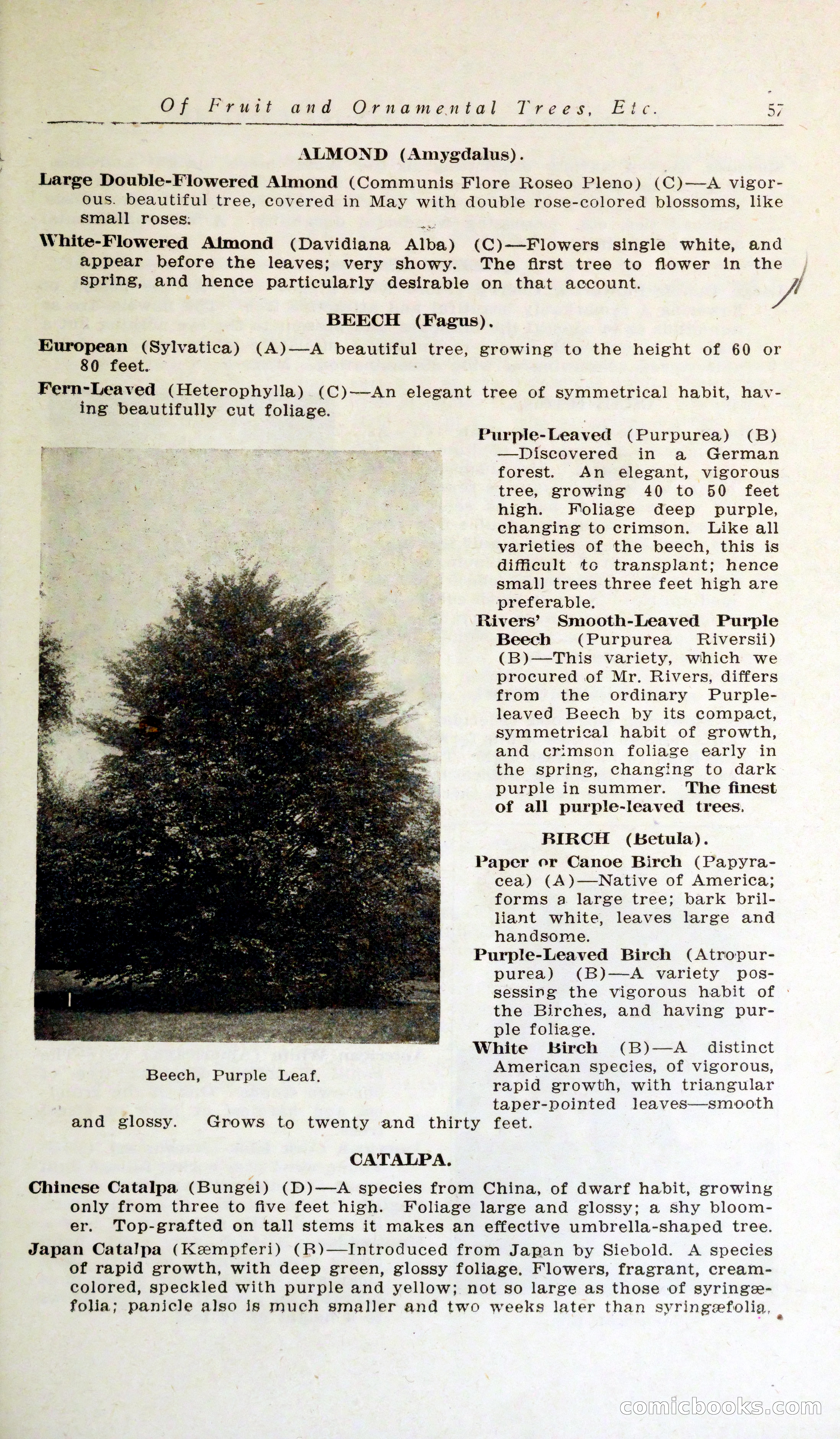 Blue Book of Hardy Trees, Shrubs & Plants — page 61 of 134