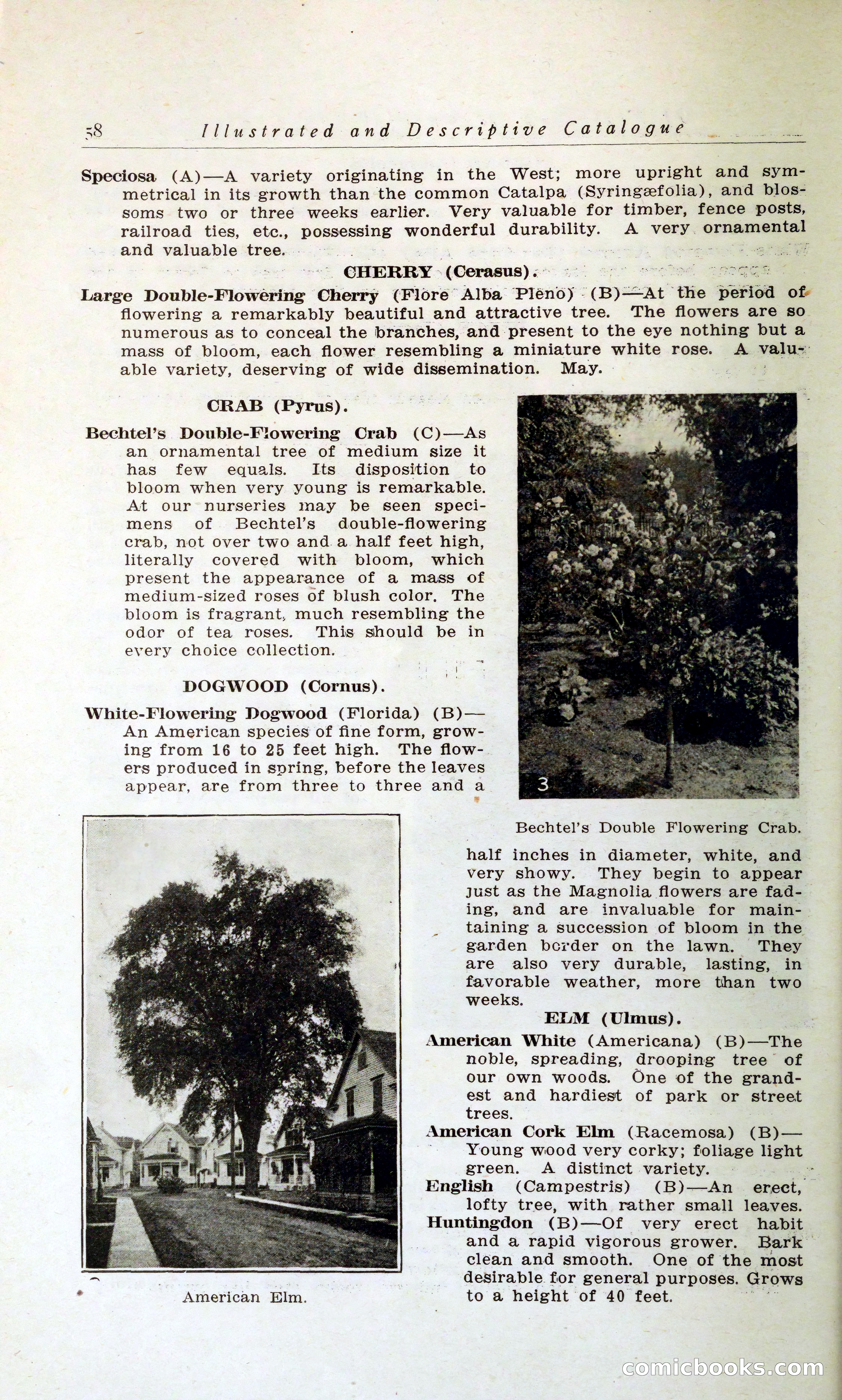 Blue Book of Hardy Trees, Shrubs & Plants — page 62 of 134