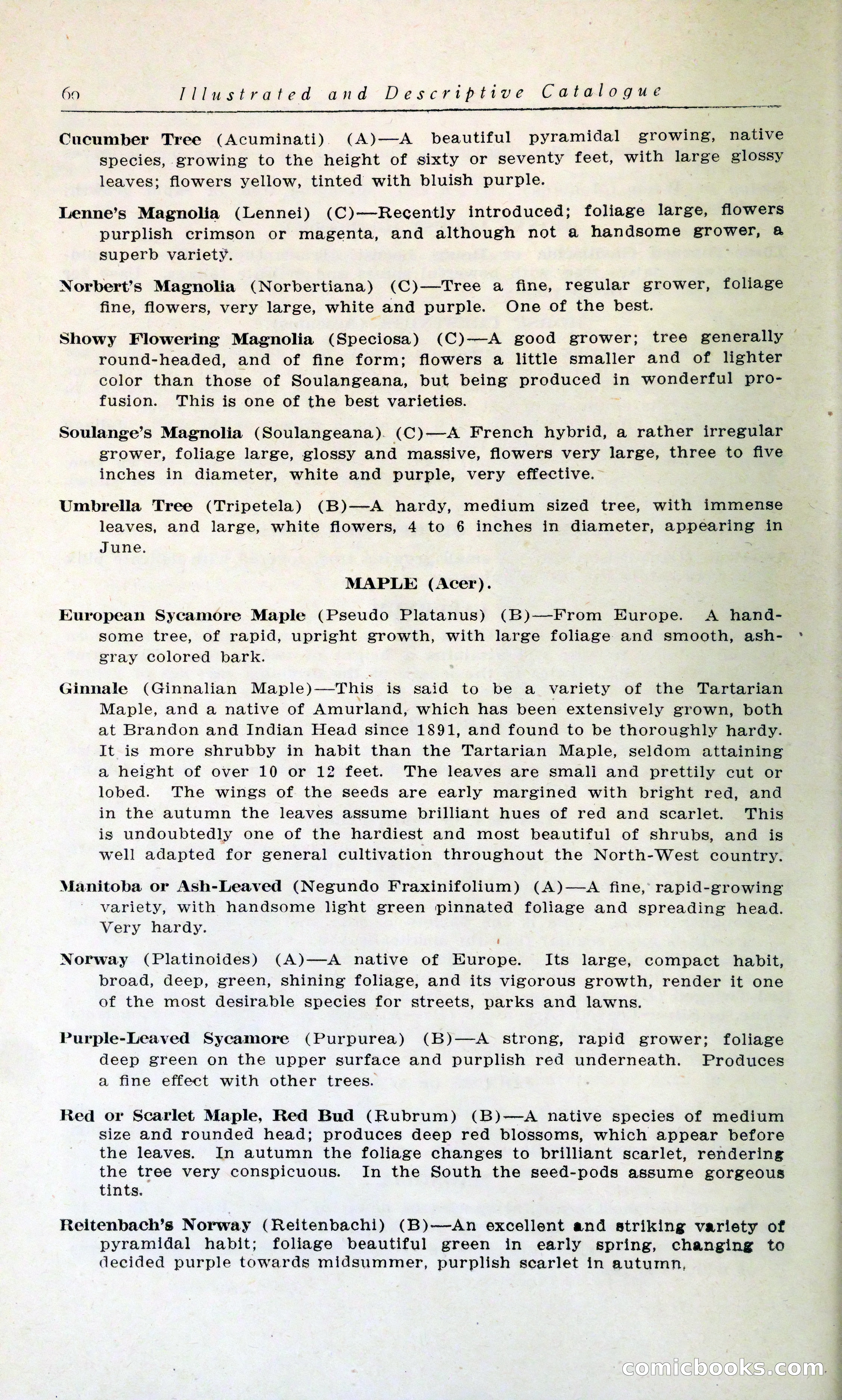 Blue Book of Hardy Trees, Shrubs & Plants — page 64 of 134