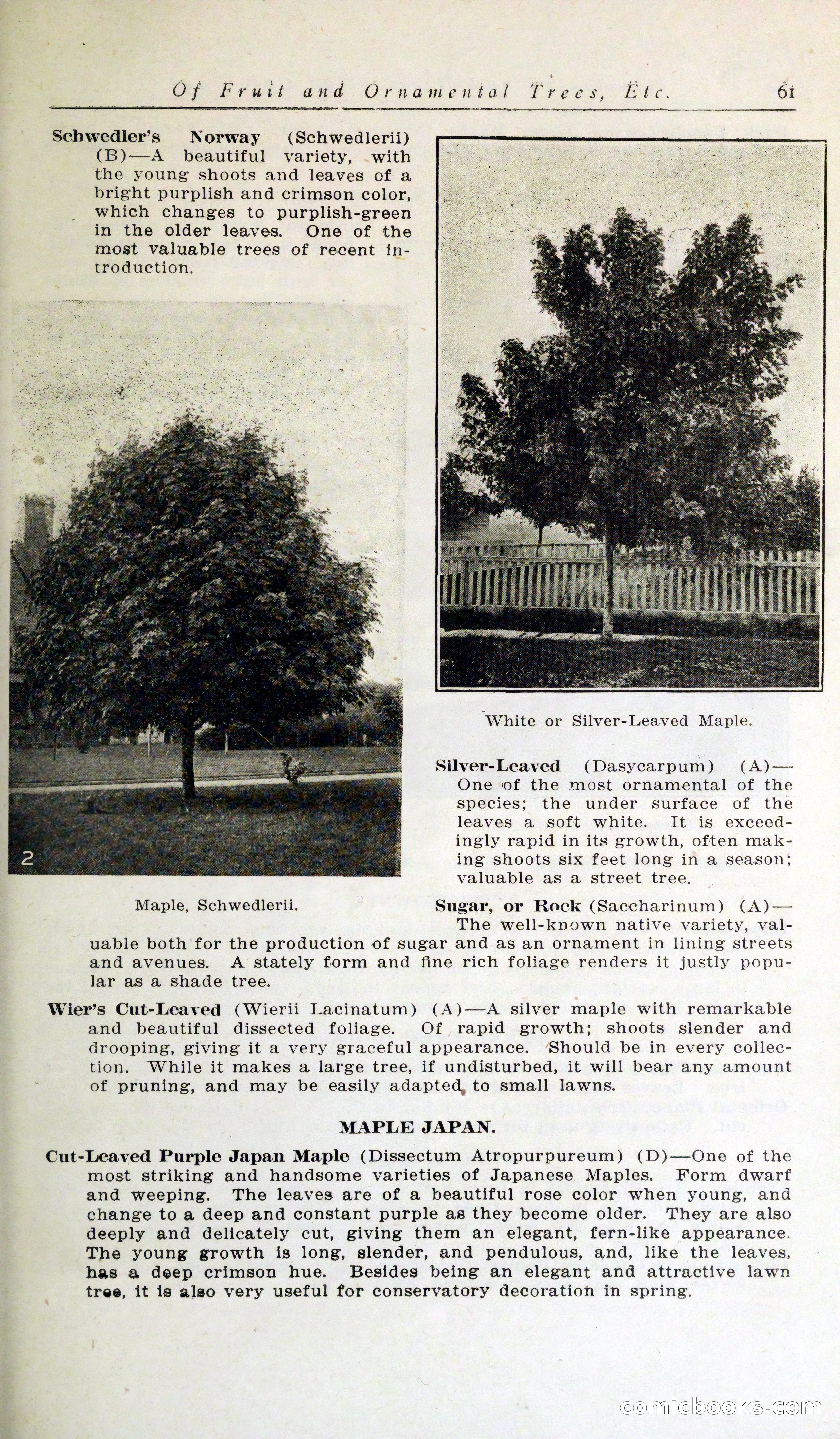 Blue Book of Hardy Trees, Shrubs & Plants — page 65 of 134