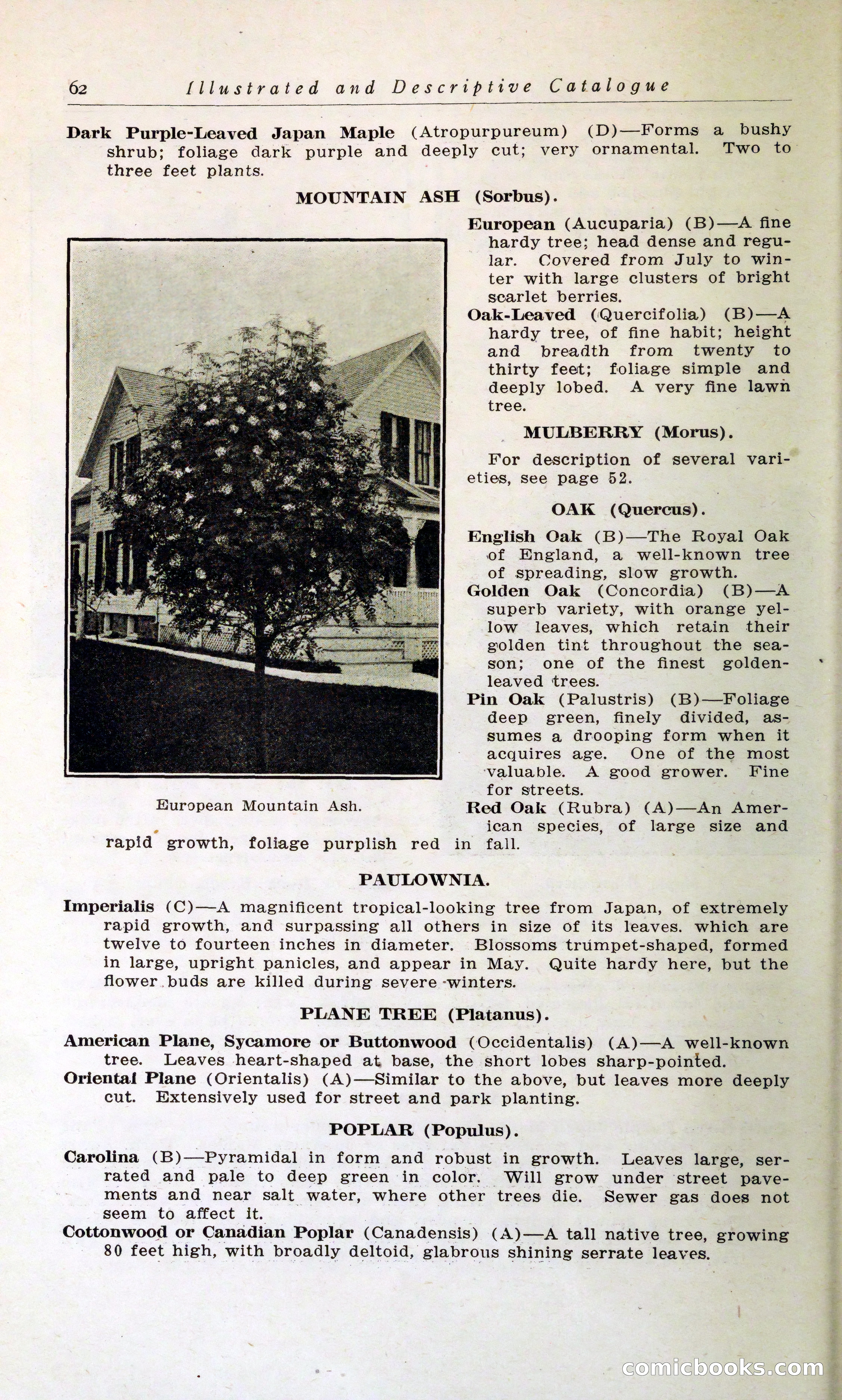 Blue Book of Hardy Trees, Shrubs & Plants — page 66 of 134