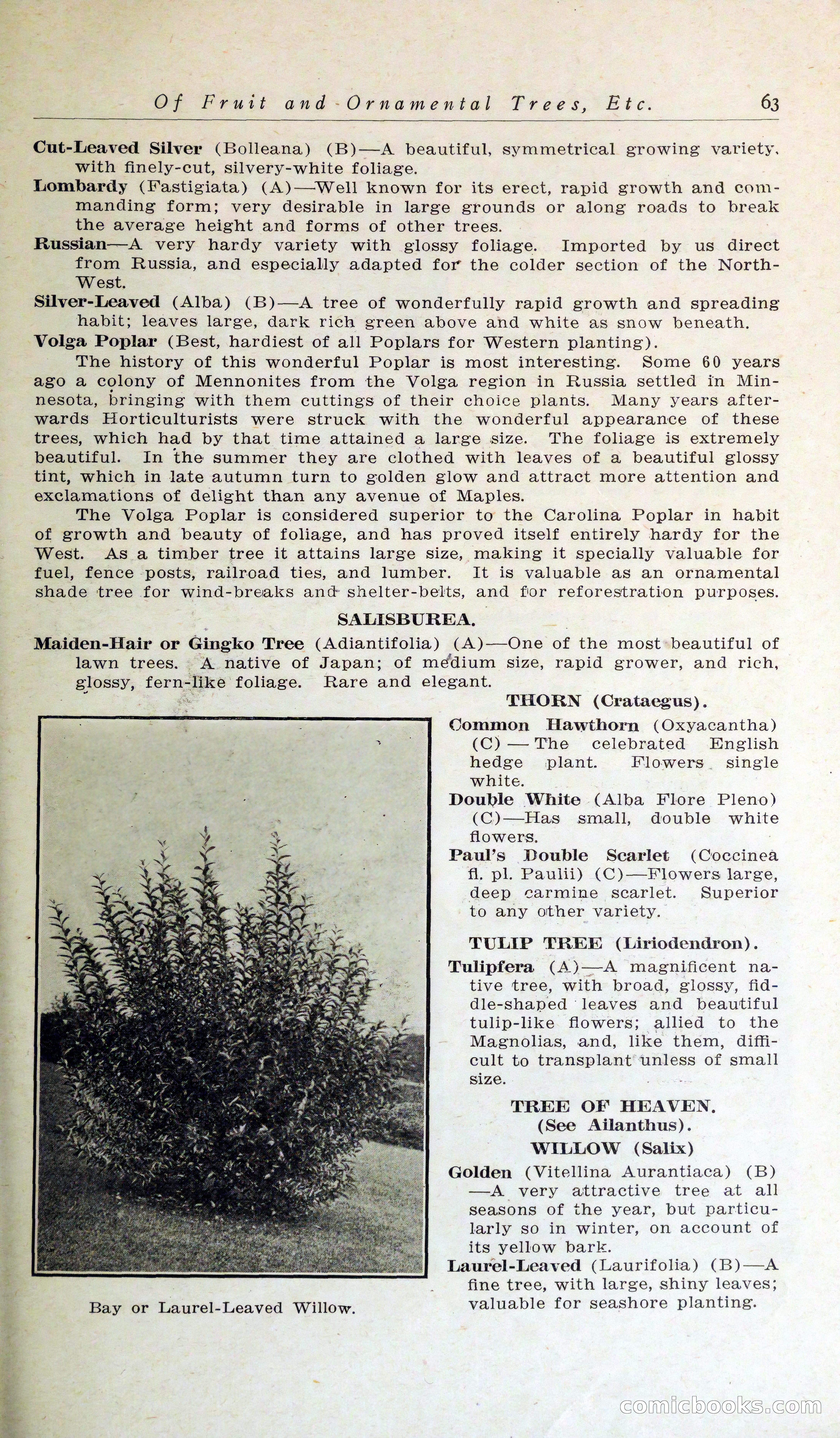 Blue Book of Hardy Trees, Shrubs & Plants — page 67 of 134
