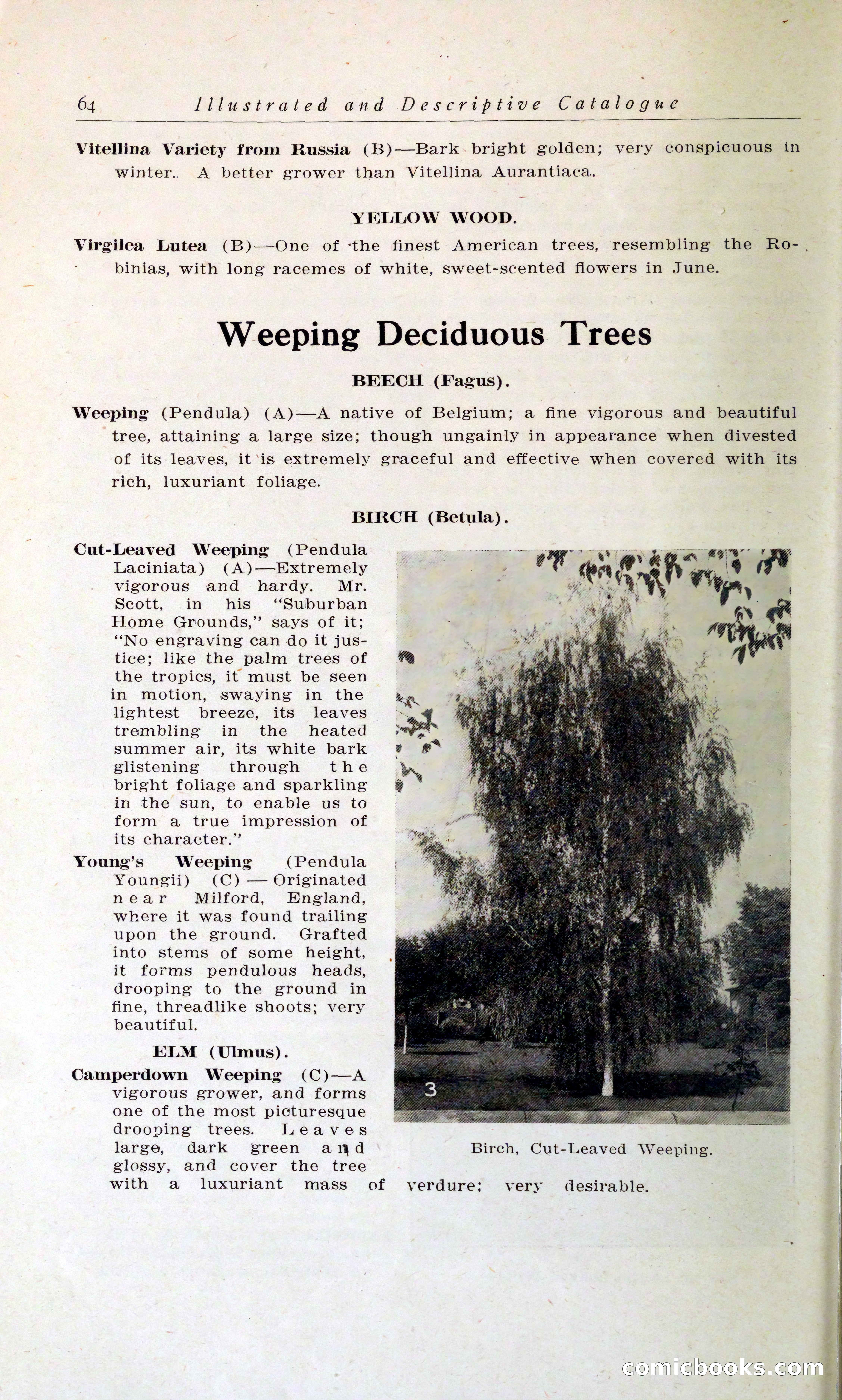 Blue Book of Hardy Trees, Shrubs & Plants — page 68 of 134