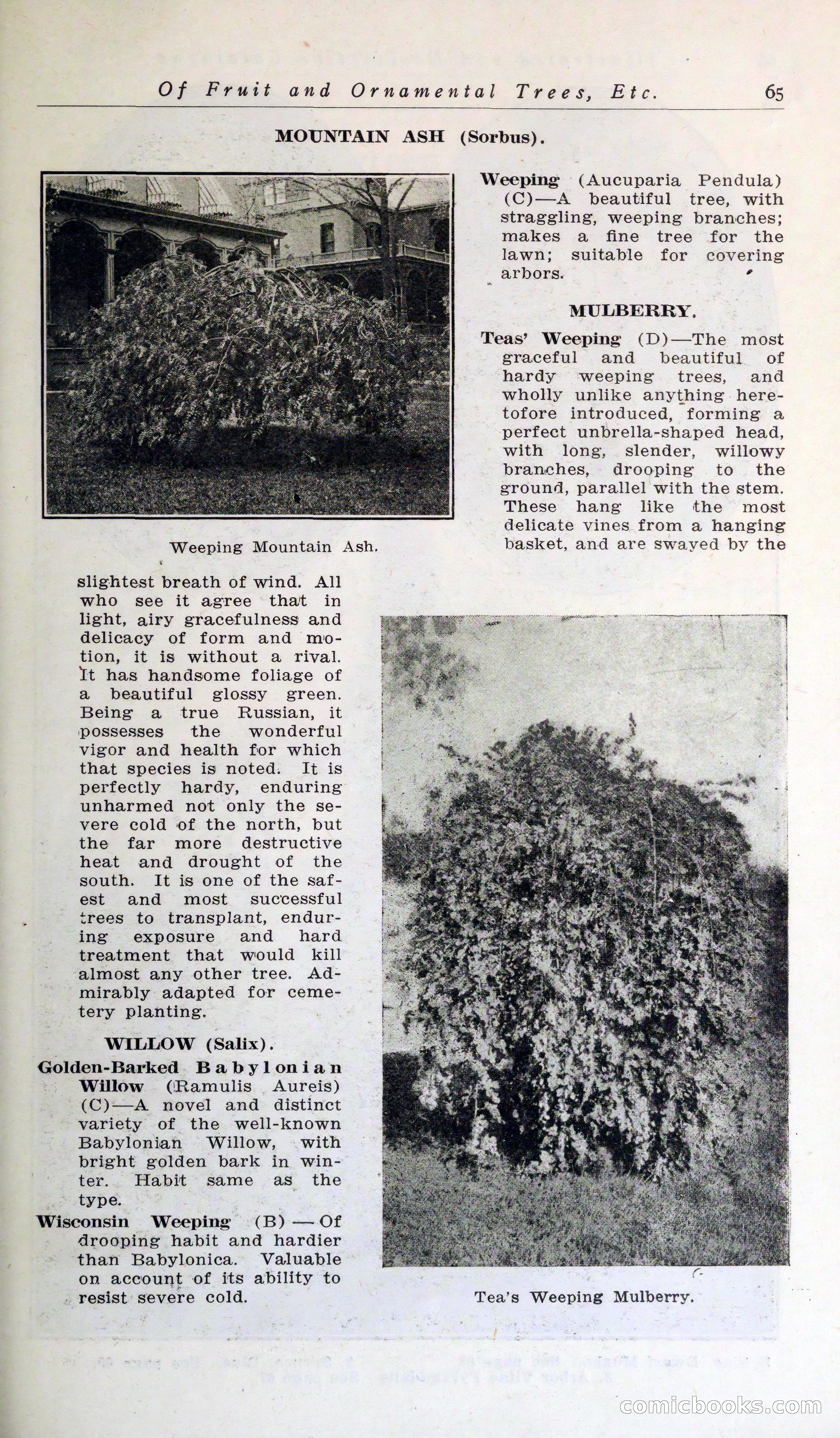 Blue Book of Hardy Trees, Shrubs & Plants — page 69 of 134