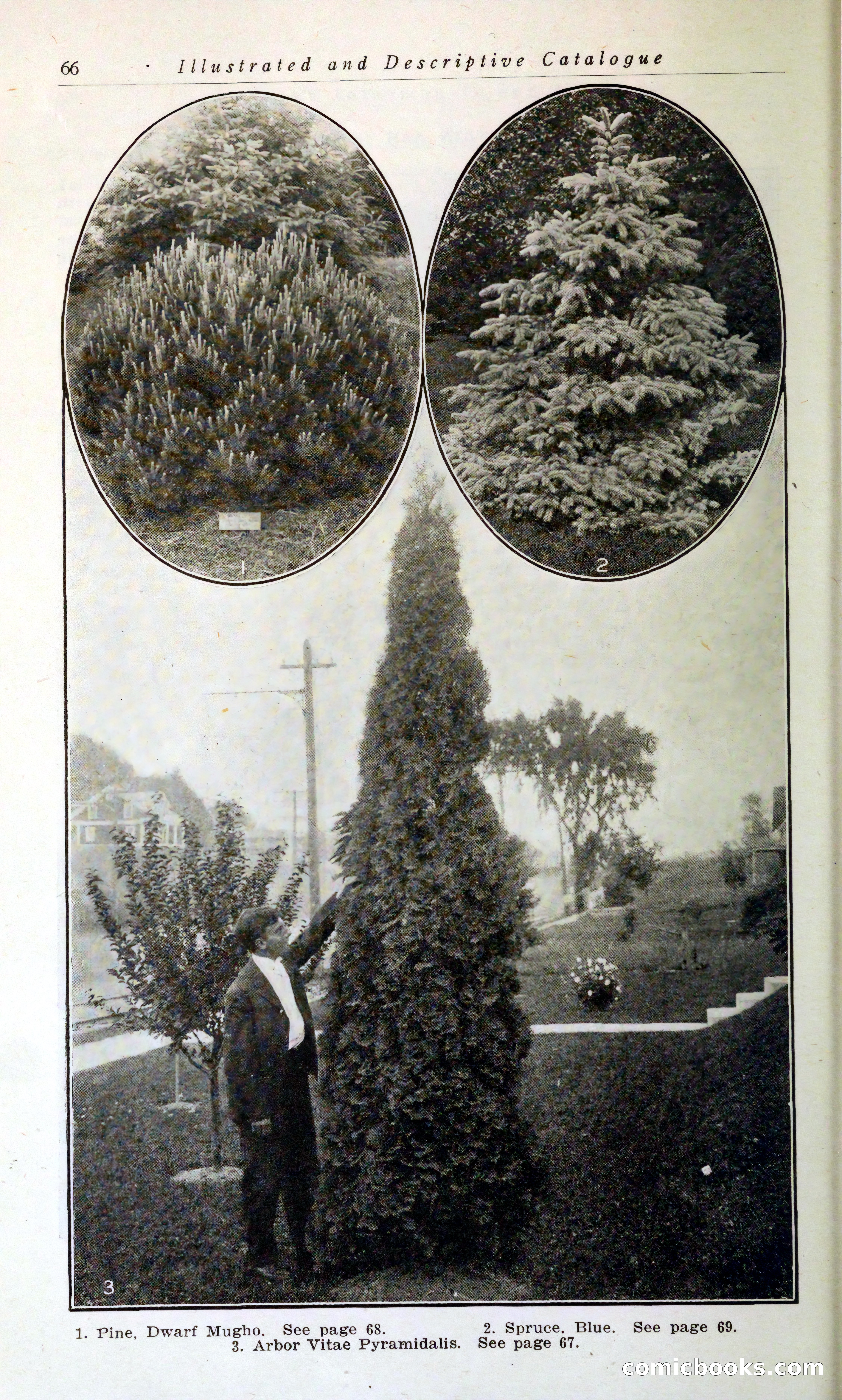 Blue Book of Hardy Trees, Shrubs & Plants — page 70 of 134