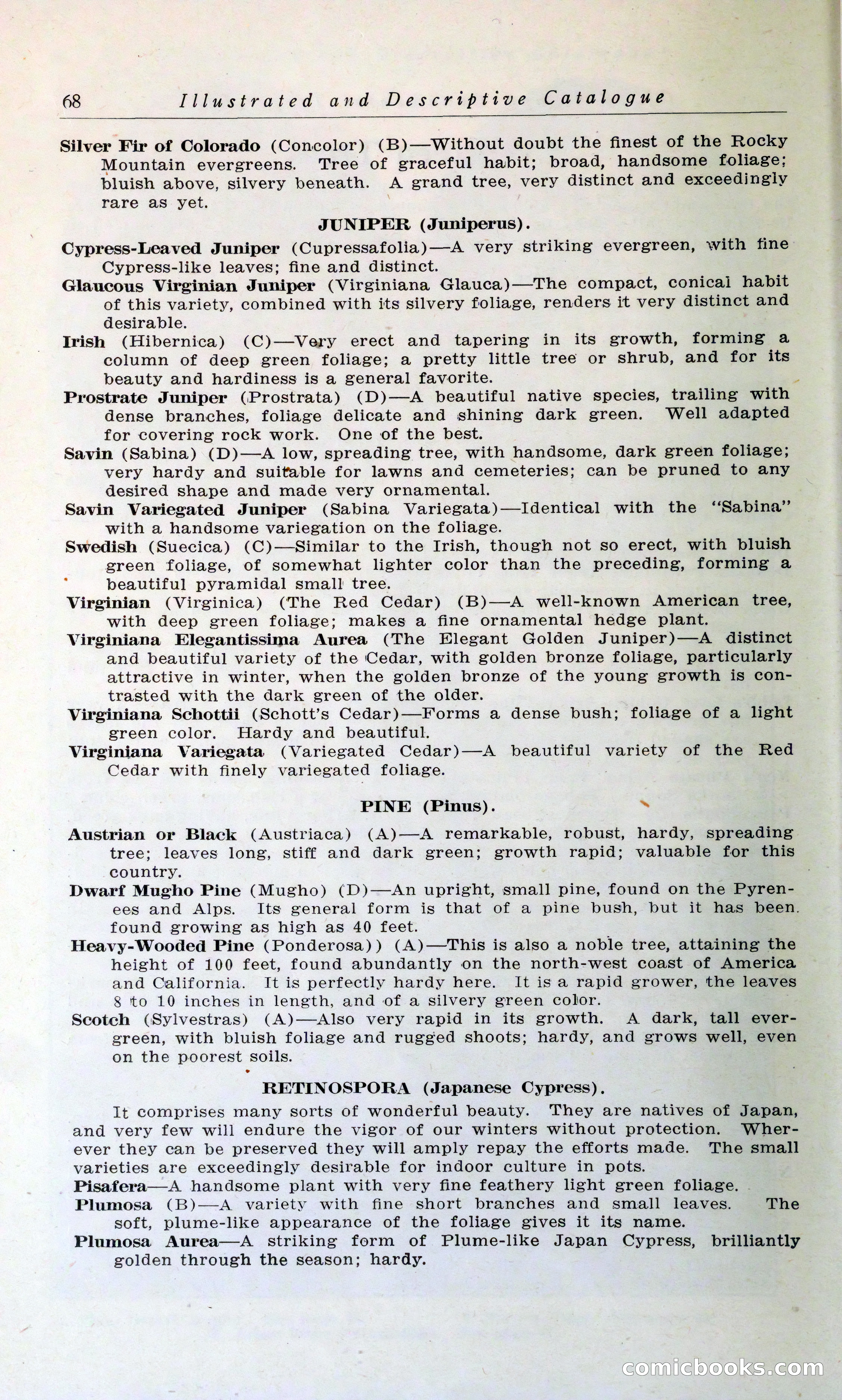 Blue Book of Hardy Trees, Shrubs & Plants — page 72 of 134