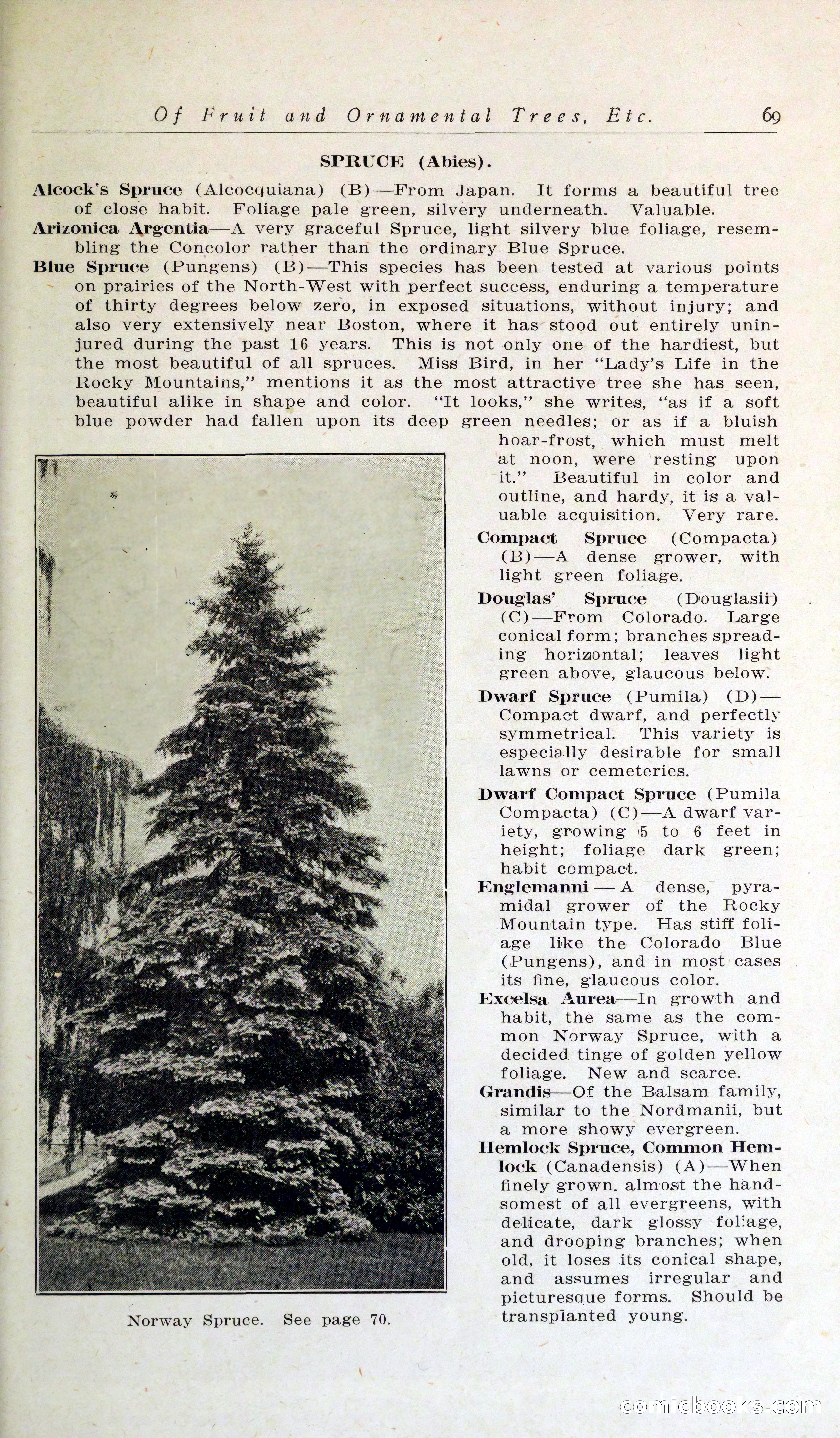 Blue Book of Hardy Trees, Shrubs & Plants — page 73 of 134