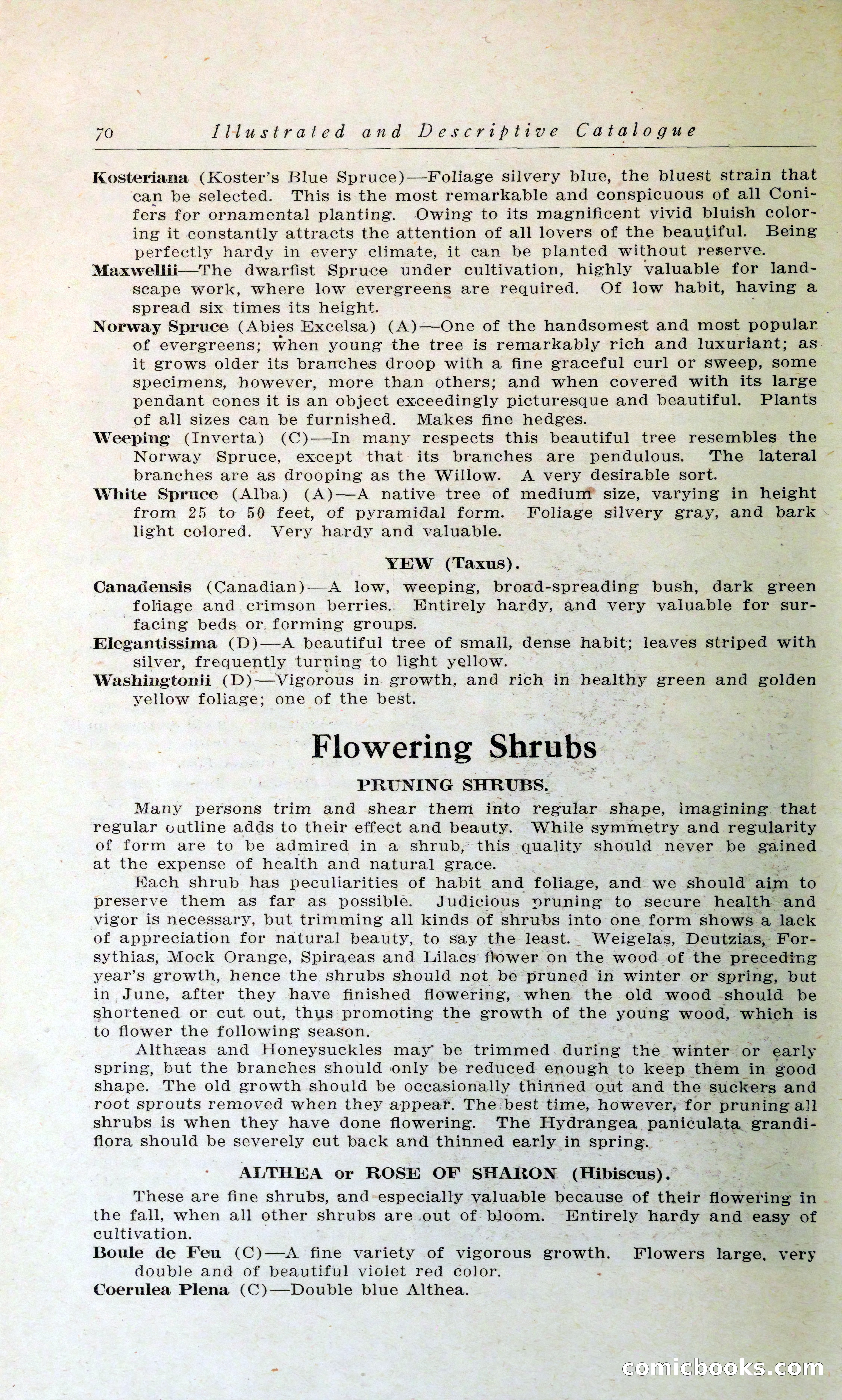 Blue Book of Hardy Trees, Shrubs & Plants — page 74 of 134