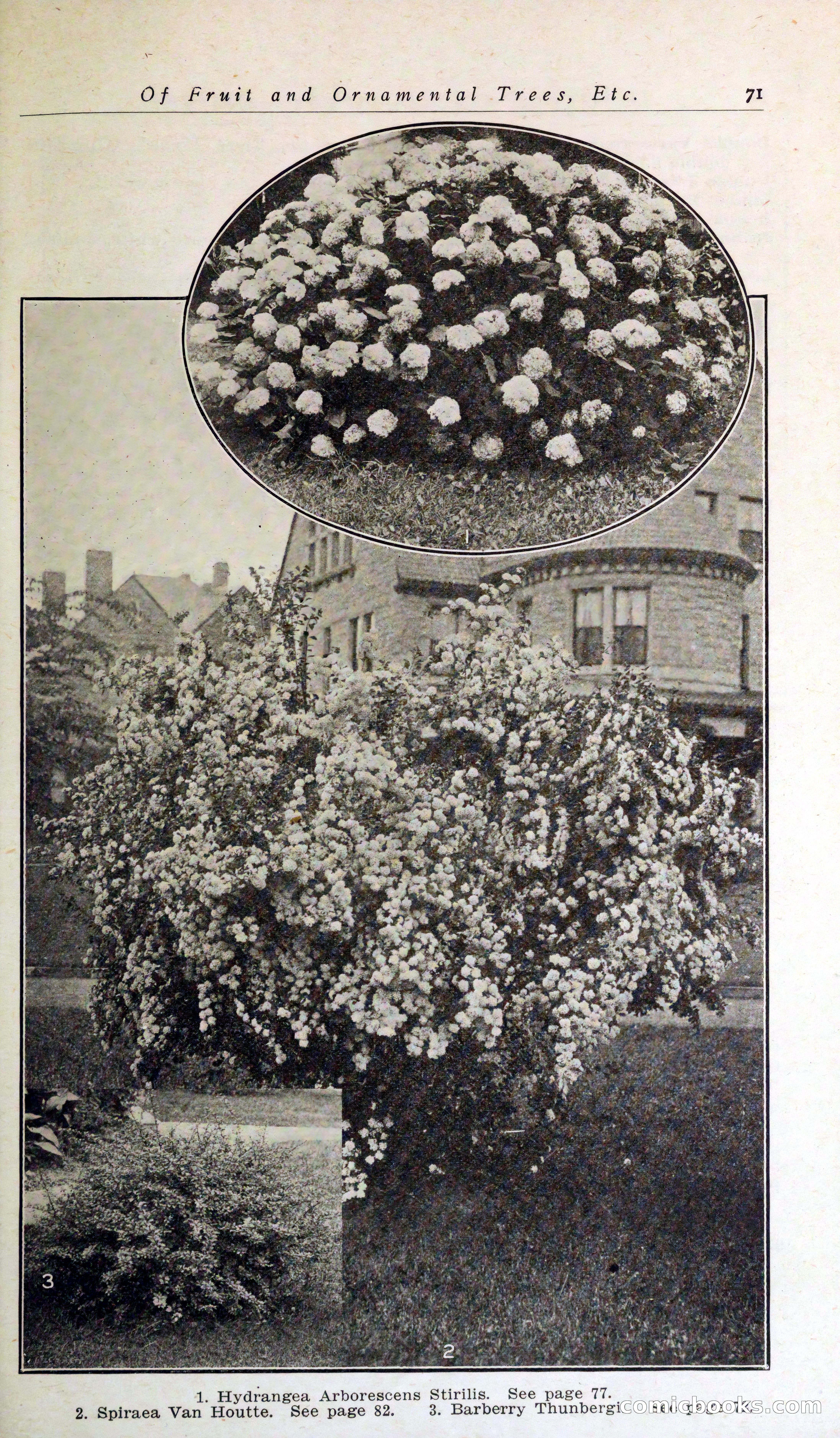 Blue Book of Hardy Trees, Shrubs & Plants — page 75 of 134