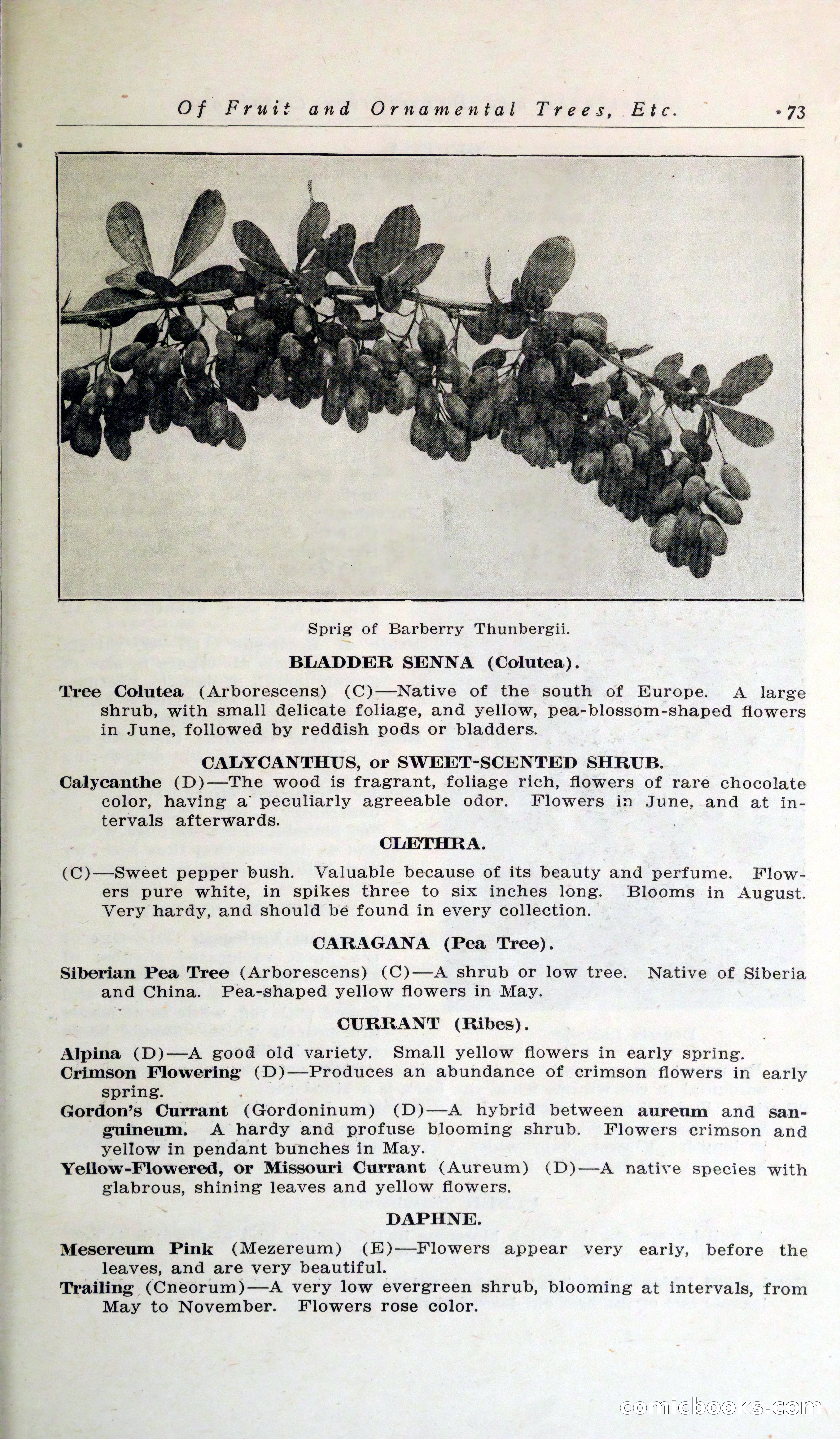 Blue Book of Hardy Trees, Shrubs & Plants — page 77 of 134