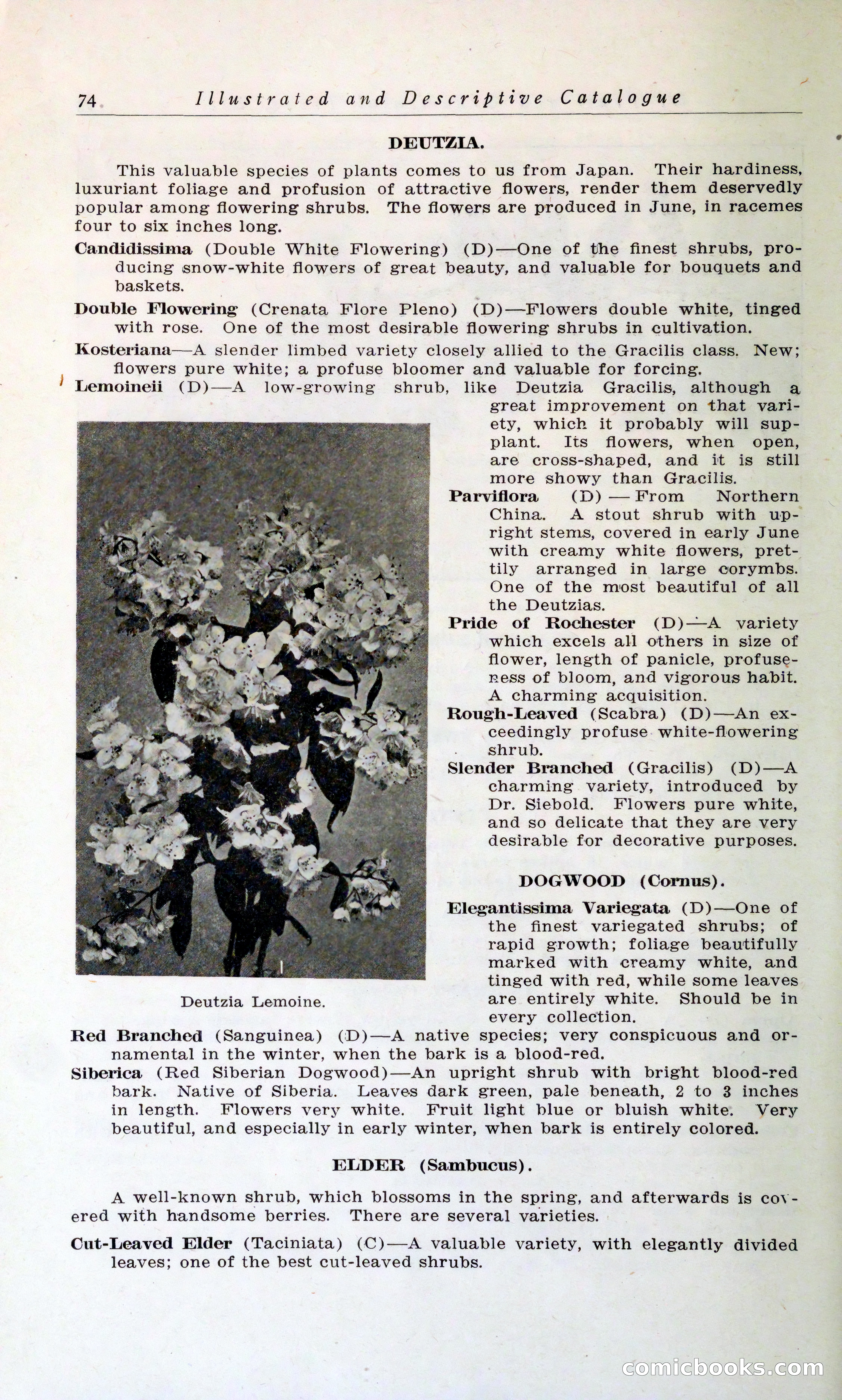 Blue Book of Hardy Trees, Shrubs & Plants — page 78 of 134
