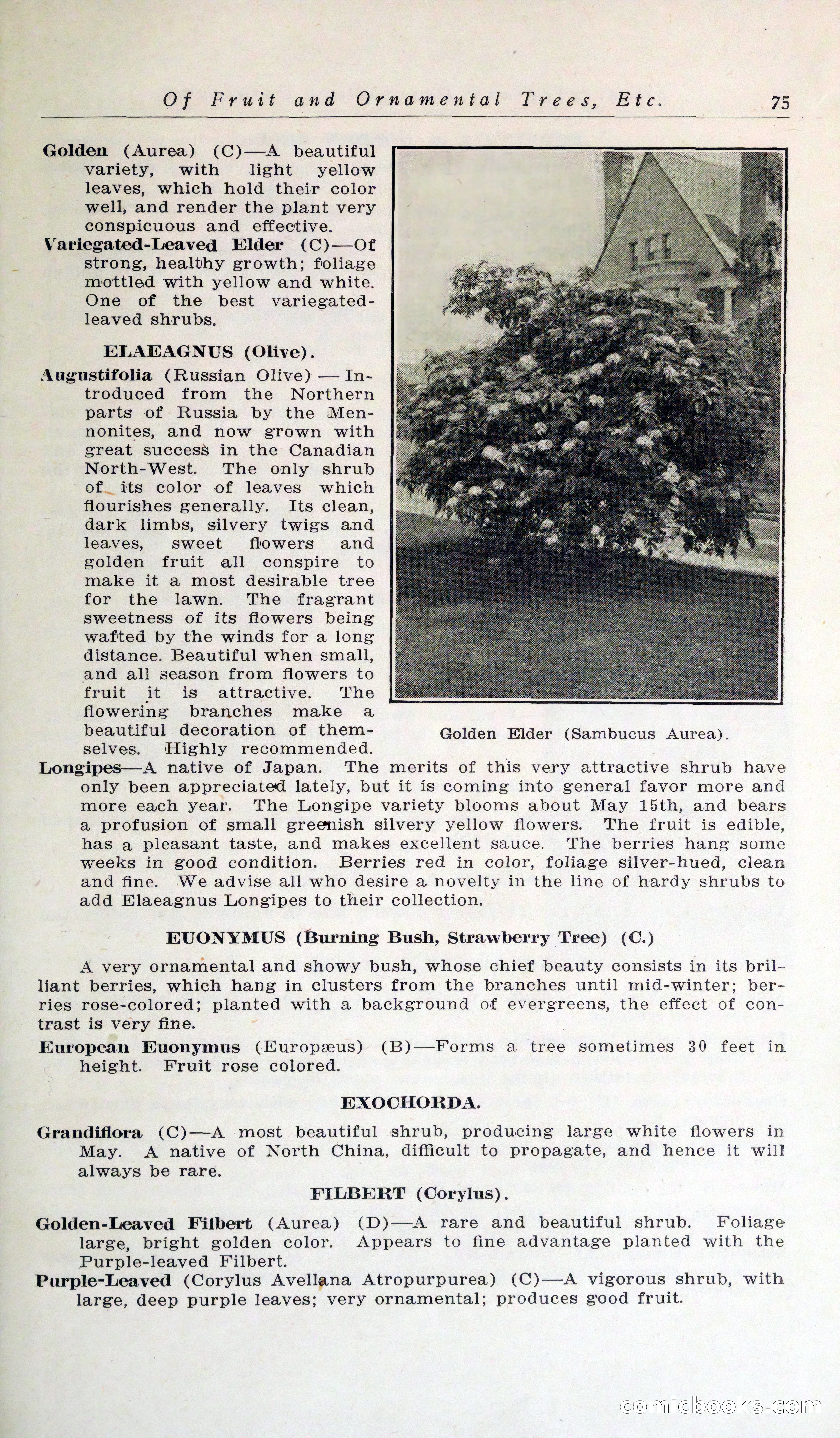 Blue Book of Hardy Trees, Shrubs & Plants — page 79 of 134