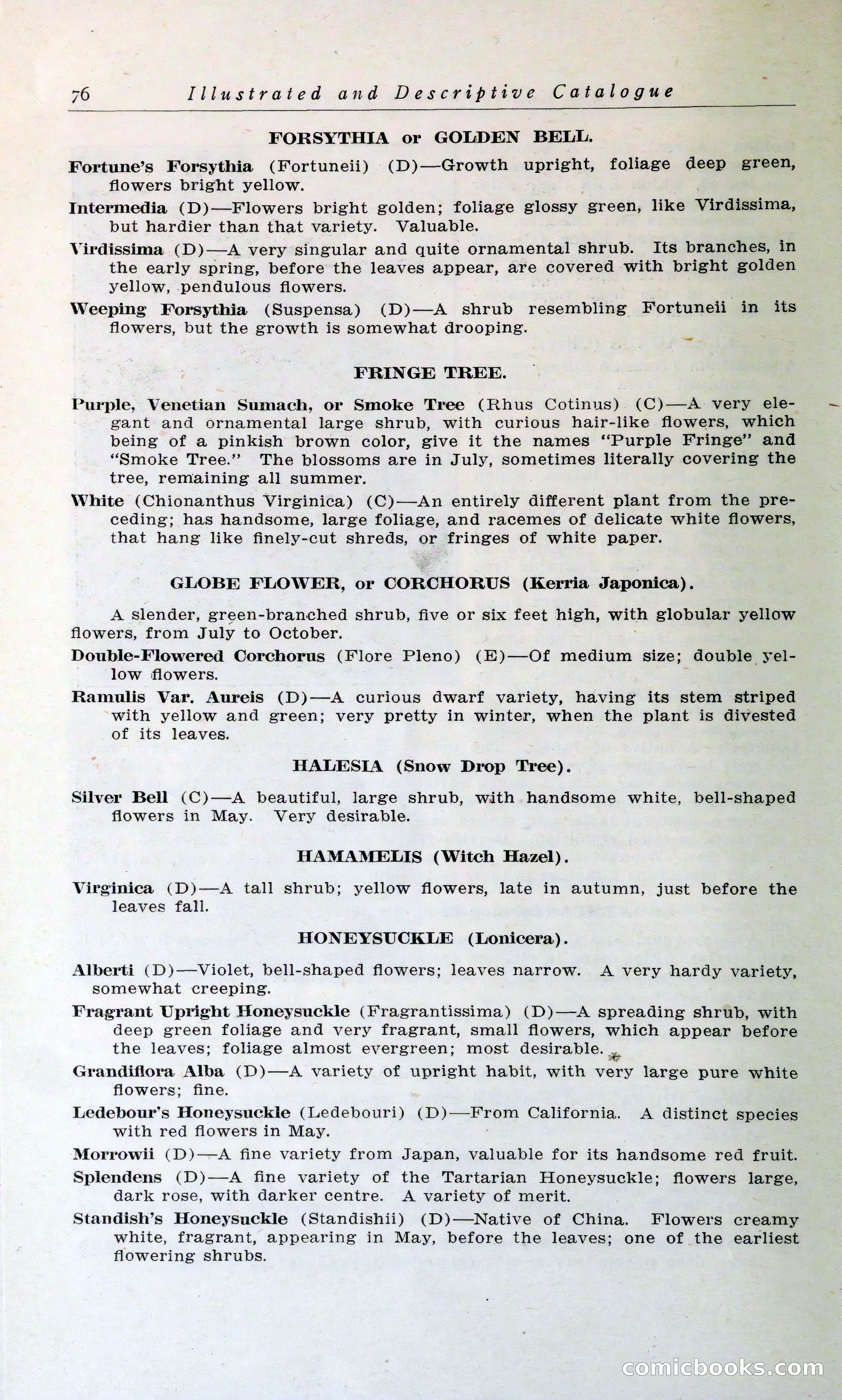 Blue Book of Hardy Trees, Shrubs & Plants — page 80 of 134